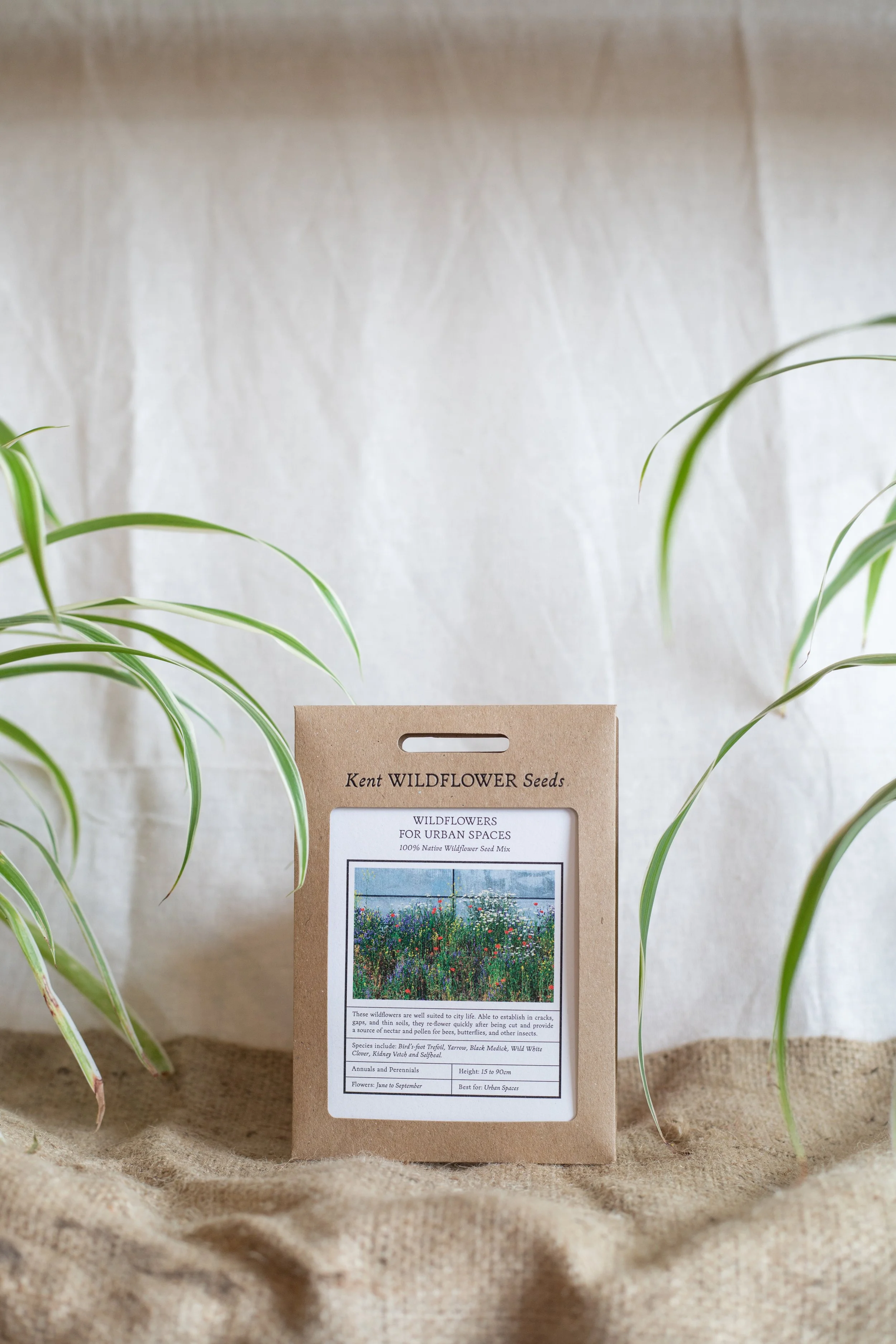 Wildflowers for urban spaces (Kent Wildflower Seeds)