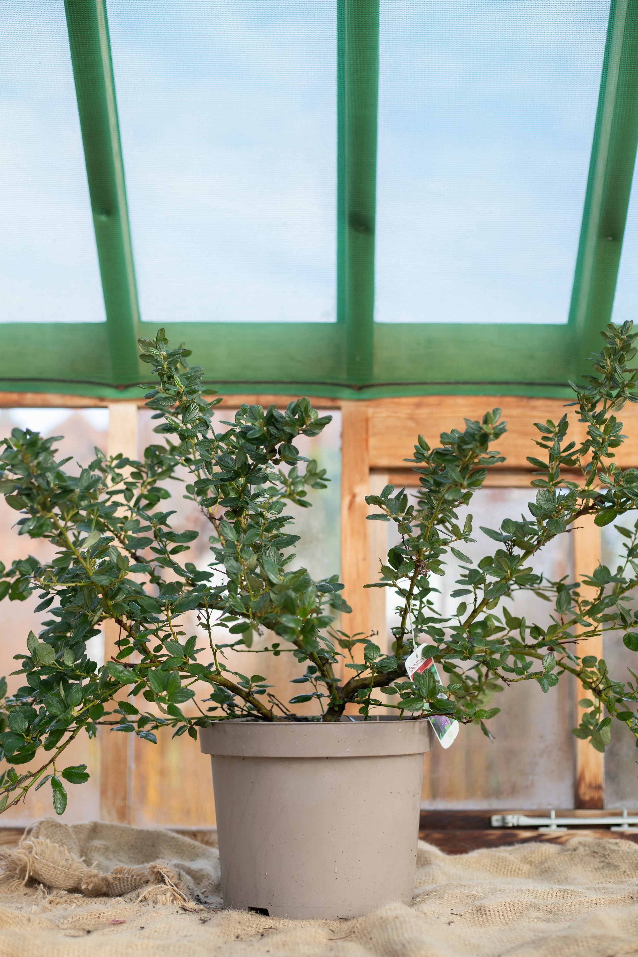 Ceanothus griseus var. Horizontalis ‘Yankee Point’ (Californian lilac ‘Yankee Point’) [10L