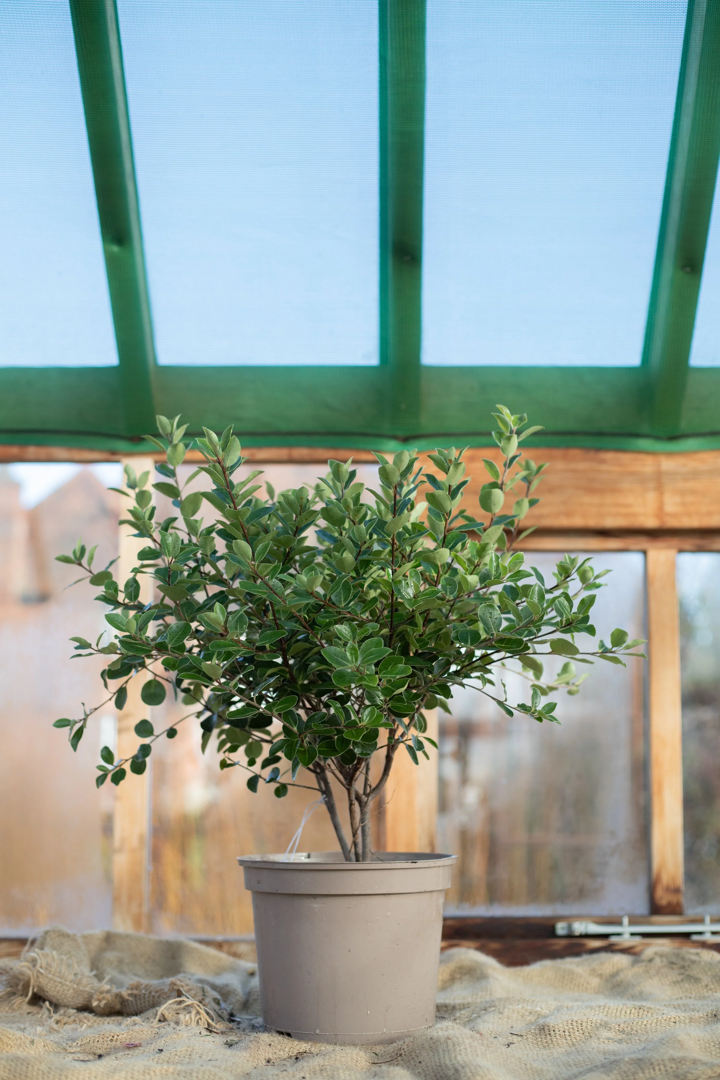 Pittisporum tenuifolium ‘Stephen’s Island’ (Tawhiwhi ‘Stephen’s Island’) [5L]