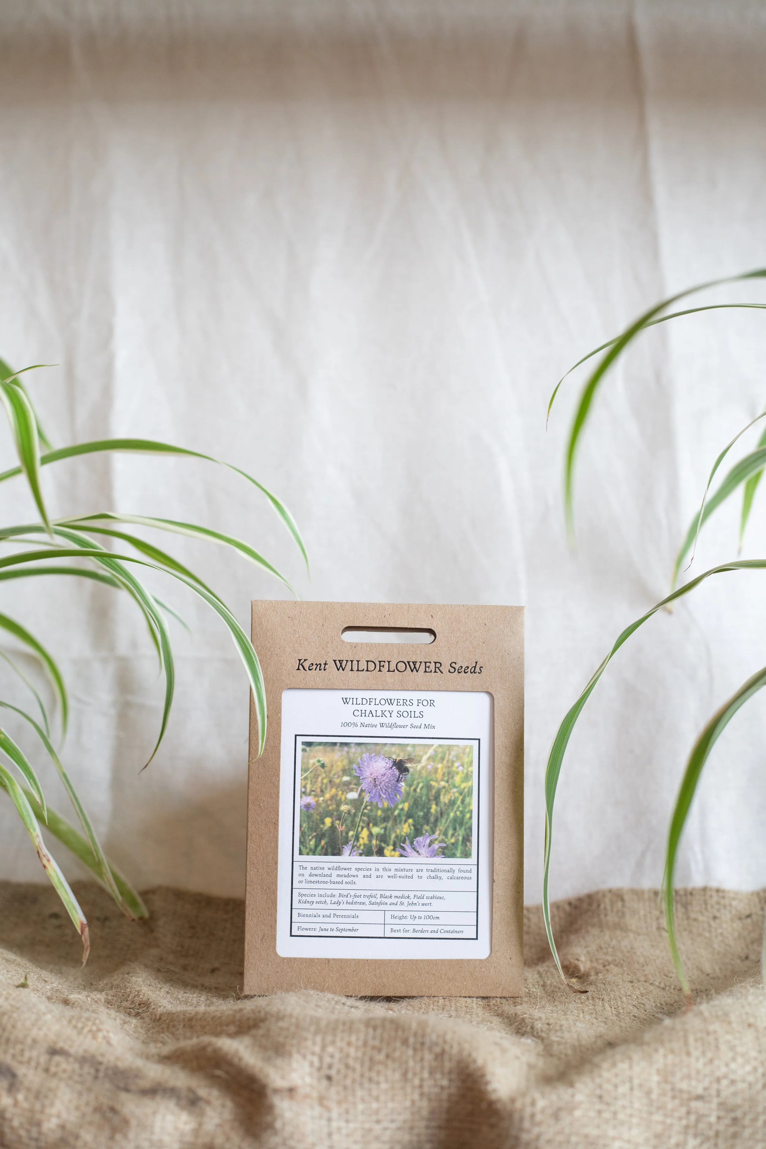 Wildflowers for chalky soils (Kent Wildflower Seeds)