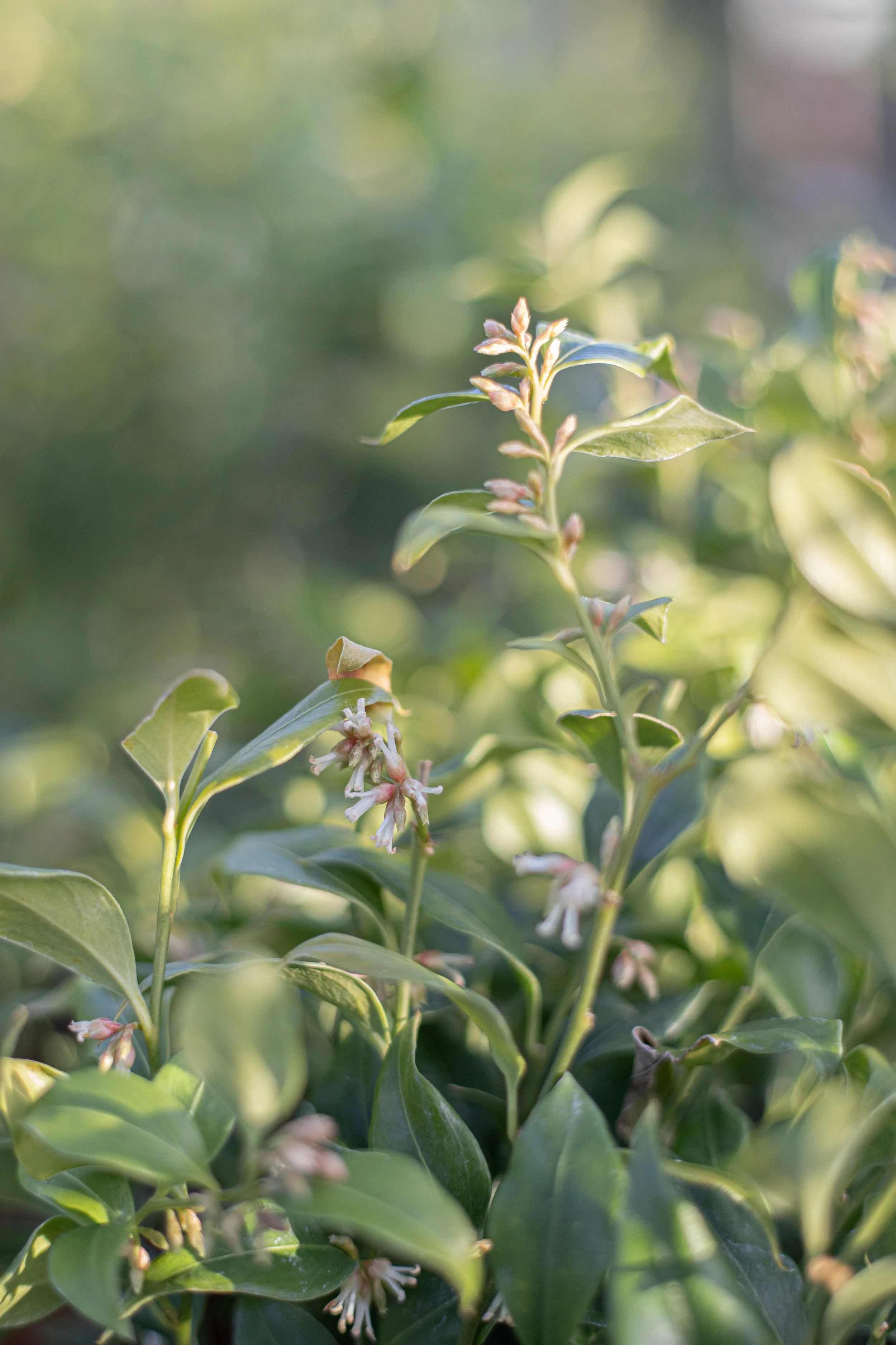 Close-up of green leafy plant with small white flowers, sunlight shining on the leaves.