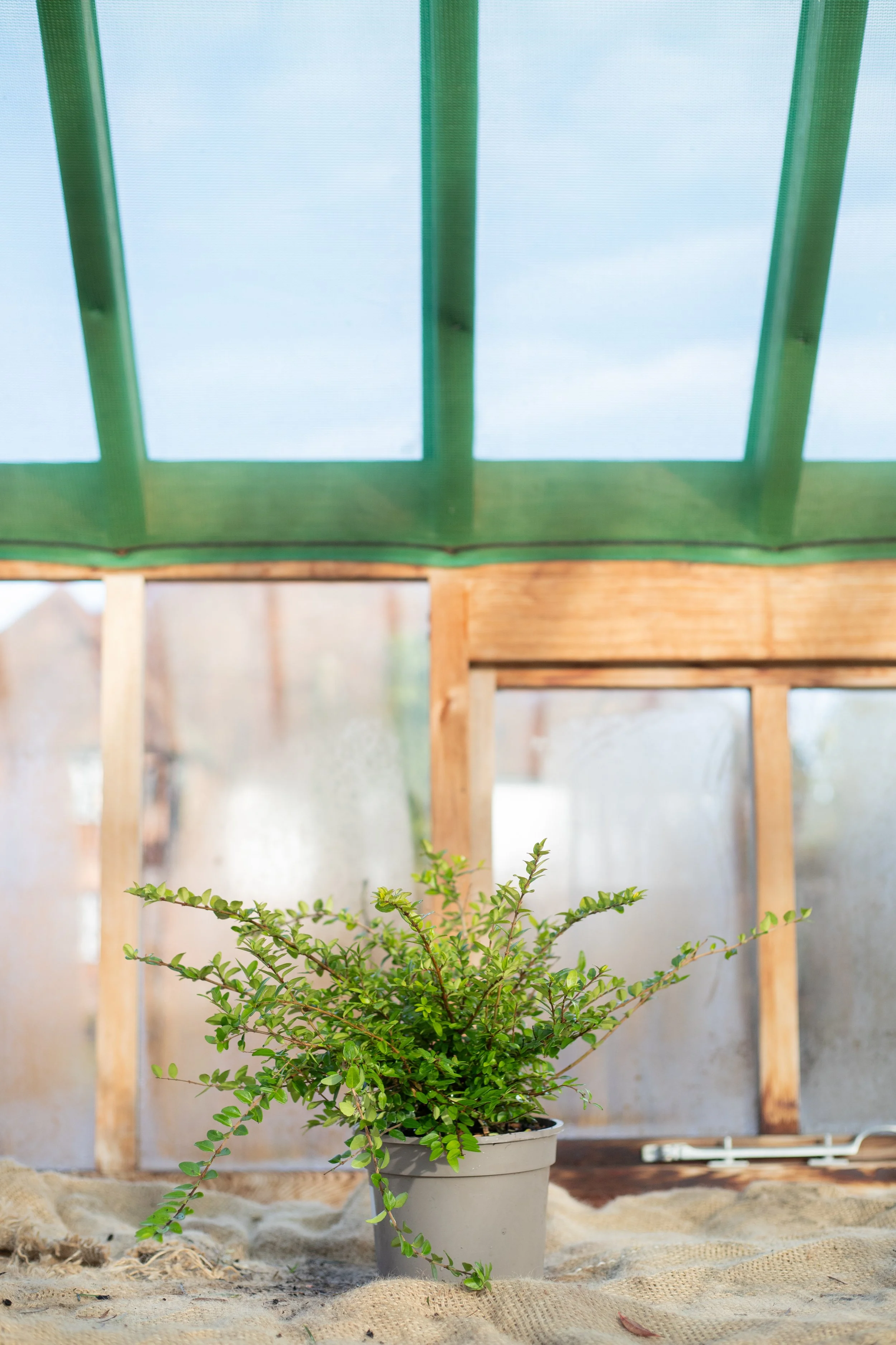 Lonicera nitida ‘Maygreen’ (Honeysuckle ‘Maigrün’) [2L]