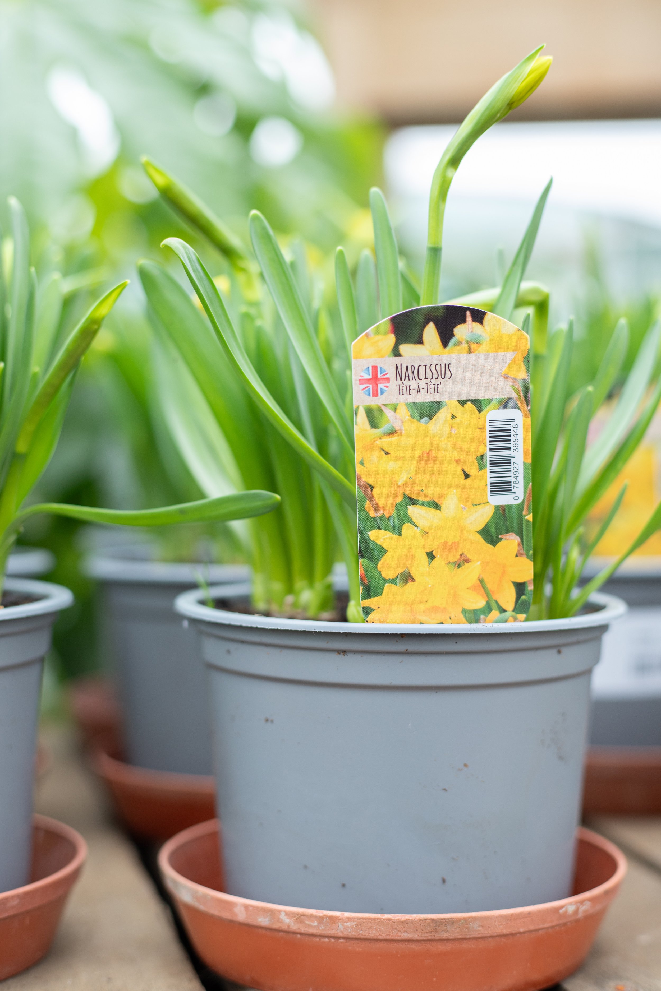 Narcissus - Tete A Tete [13cm]