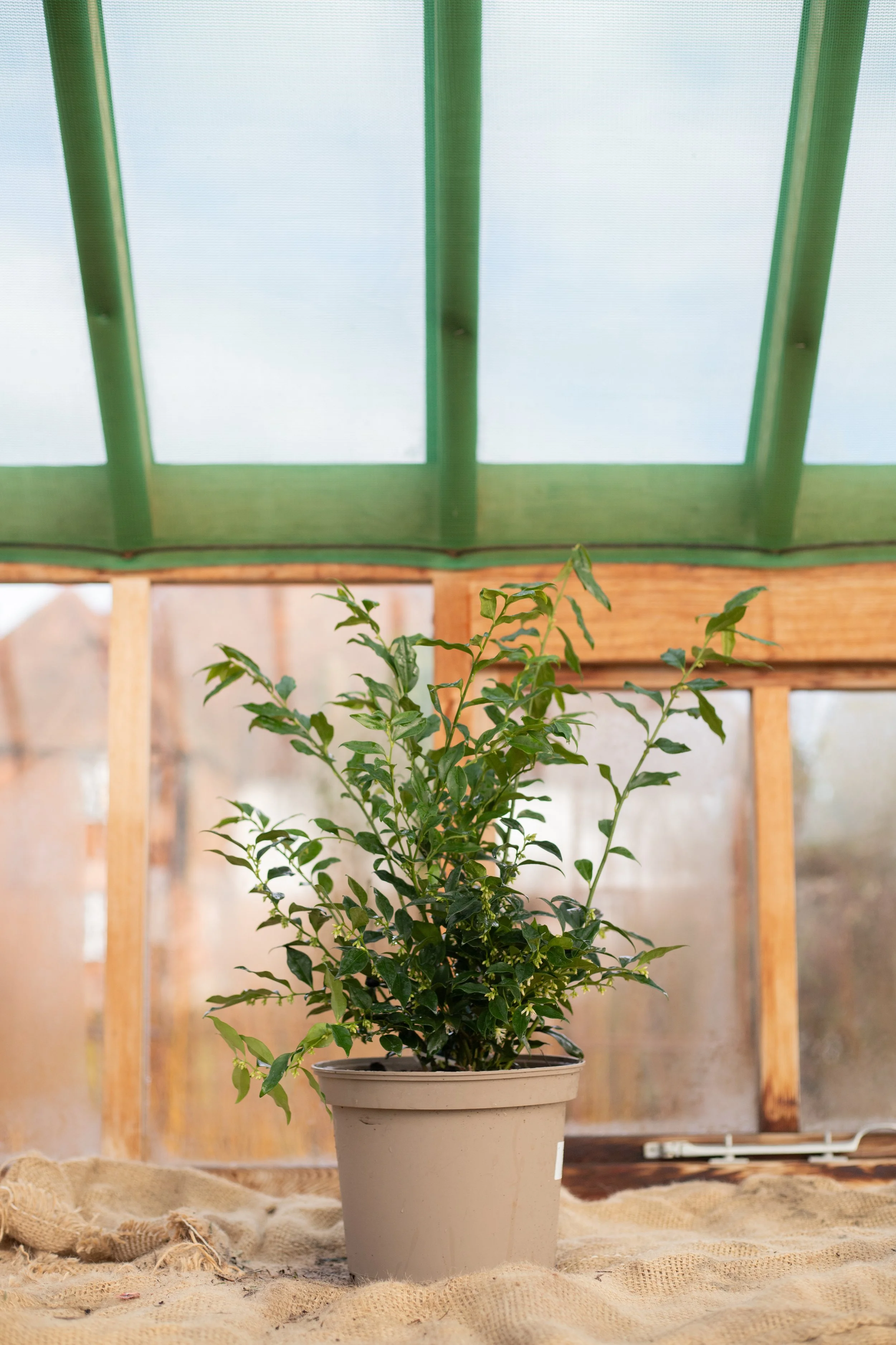 Sarcococca confusa (Sweet box) [5L]