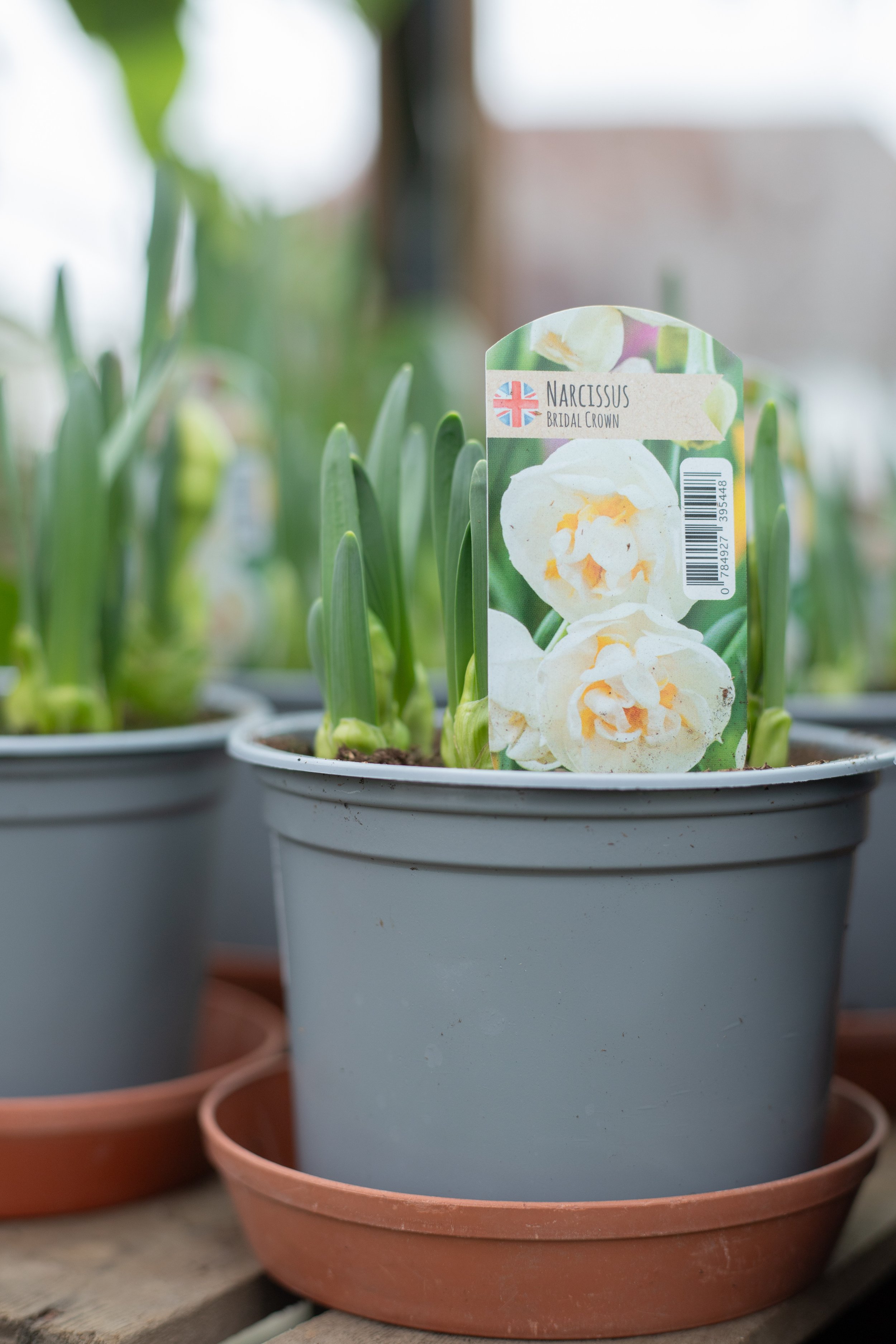 Narcissus - Bridal Crown [13cm]