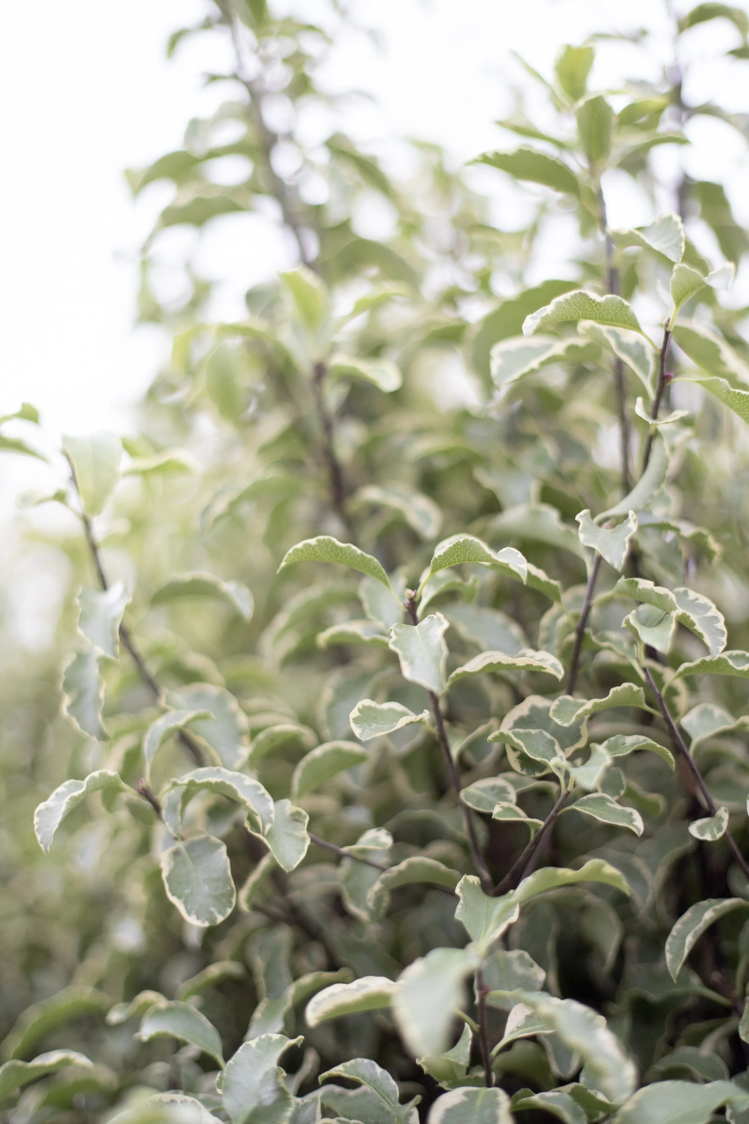 Close-up of variegated green and white leaves on a bush.