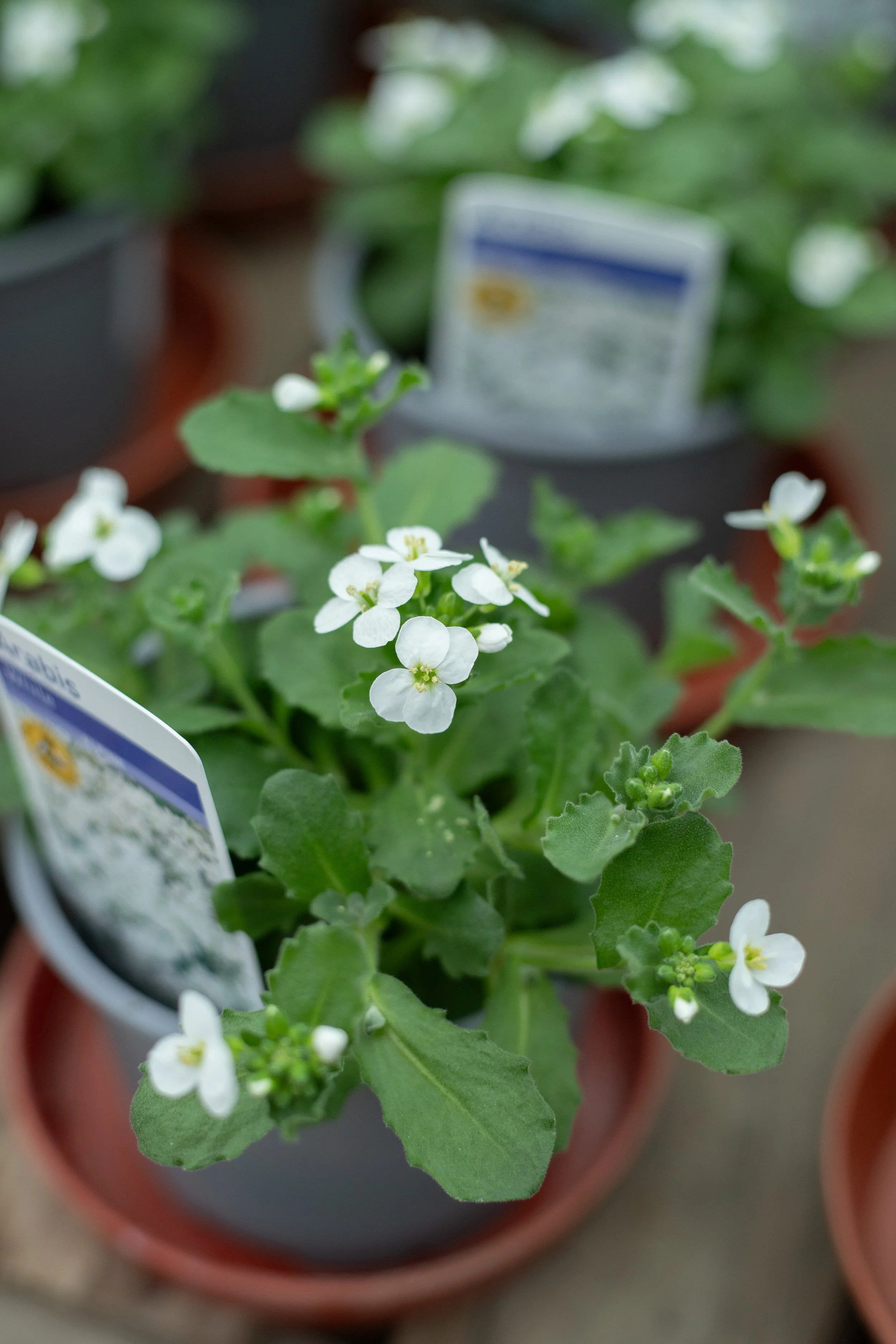 Arabis - White [10.5cm]