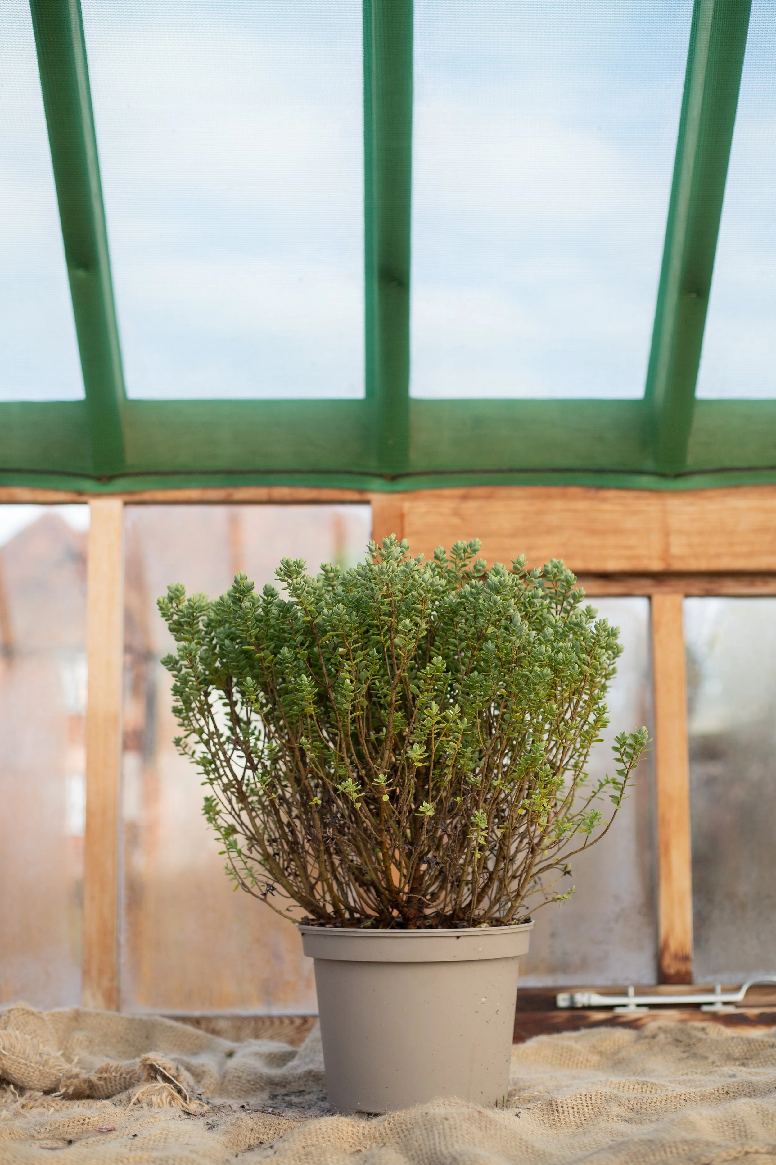 Hebe topiaria (Topiarist’s hebe) [5L]