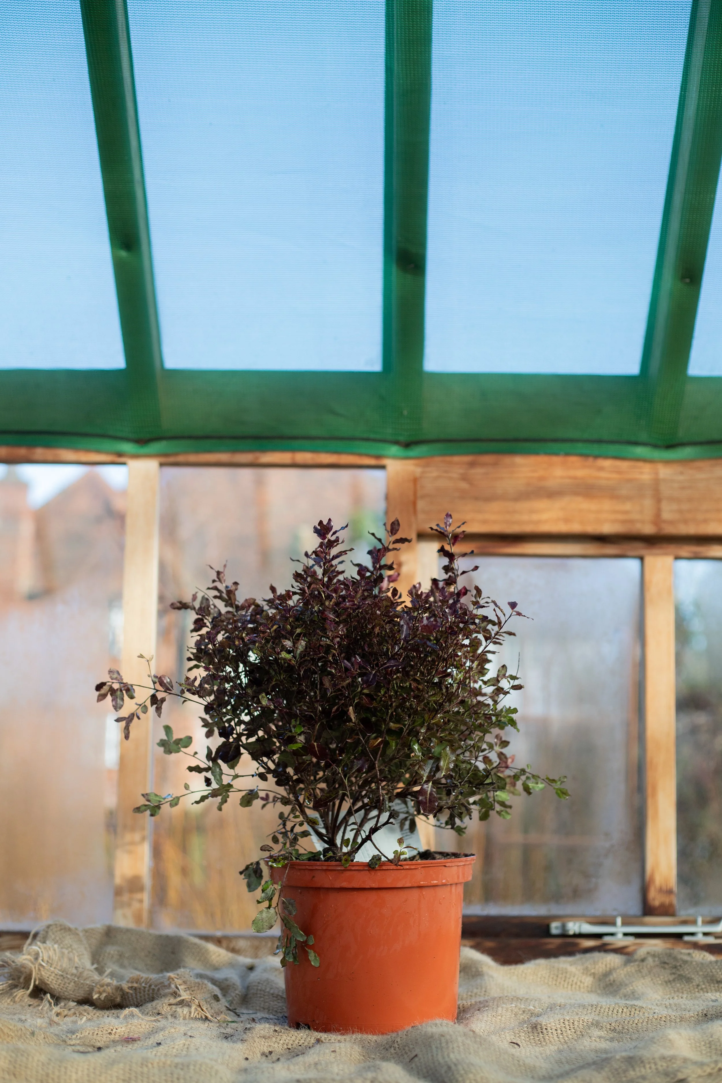 Pittisporum tenuifolium ‘Tom Thumb’ (Tawhiwhi ‘Tom Thumb’) [5L]