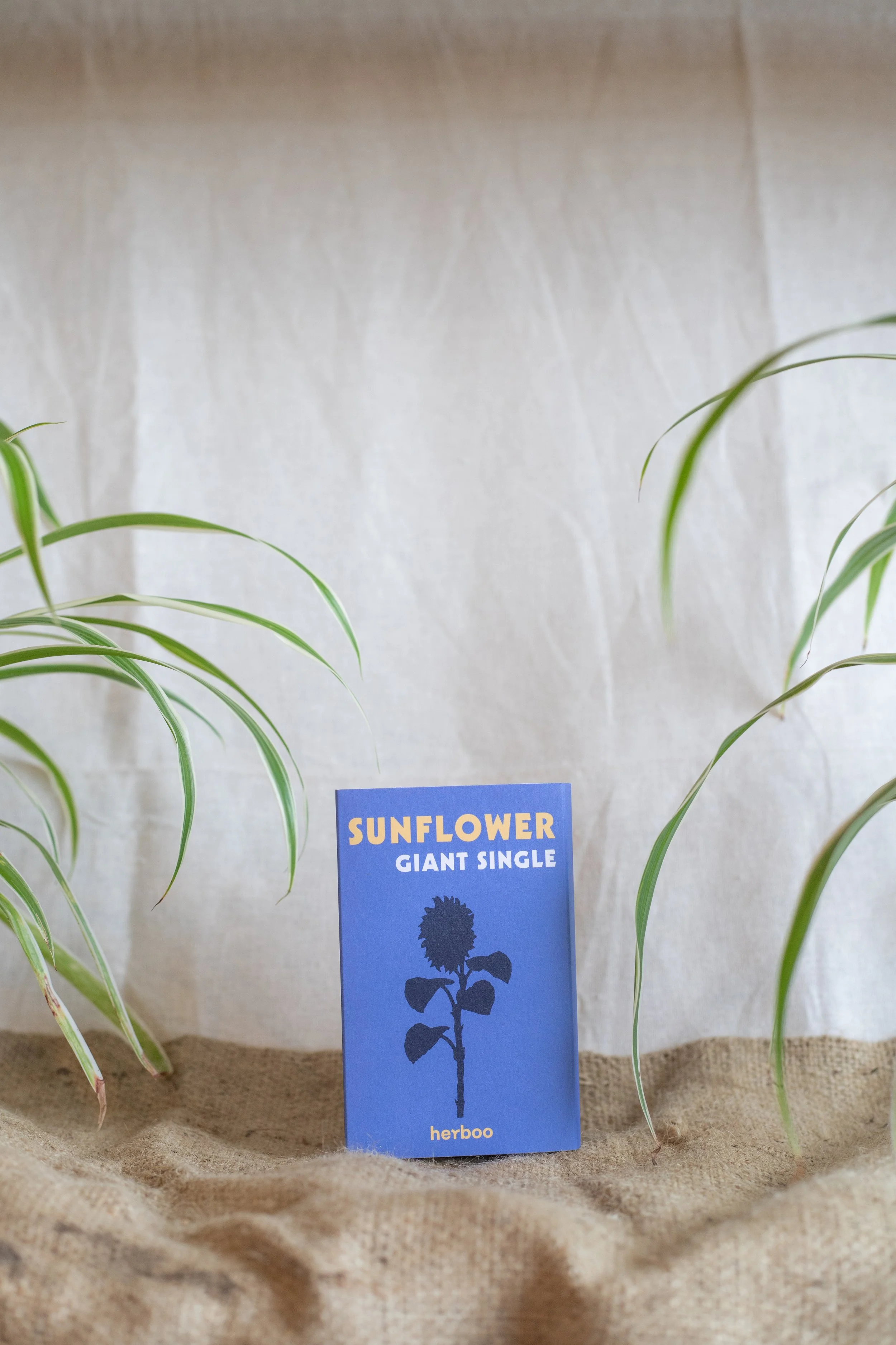 Sunflower ‘Giant Single’ (Herboo)