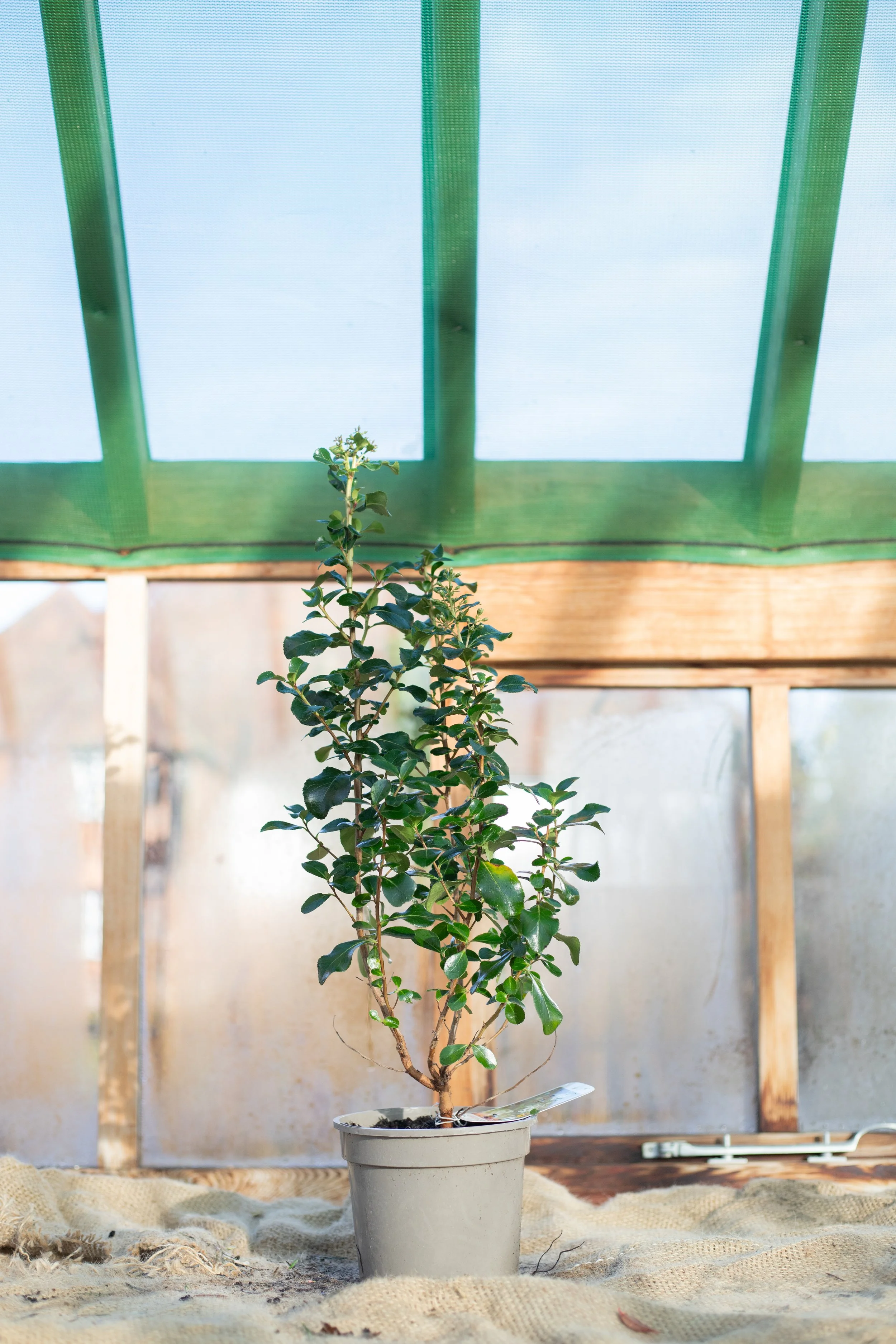 Escallonia ‘Iveyi’ [2L] 