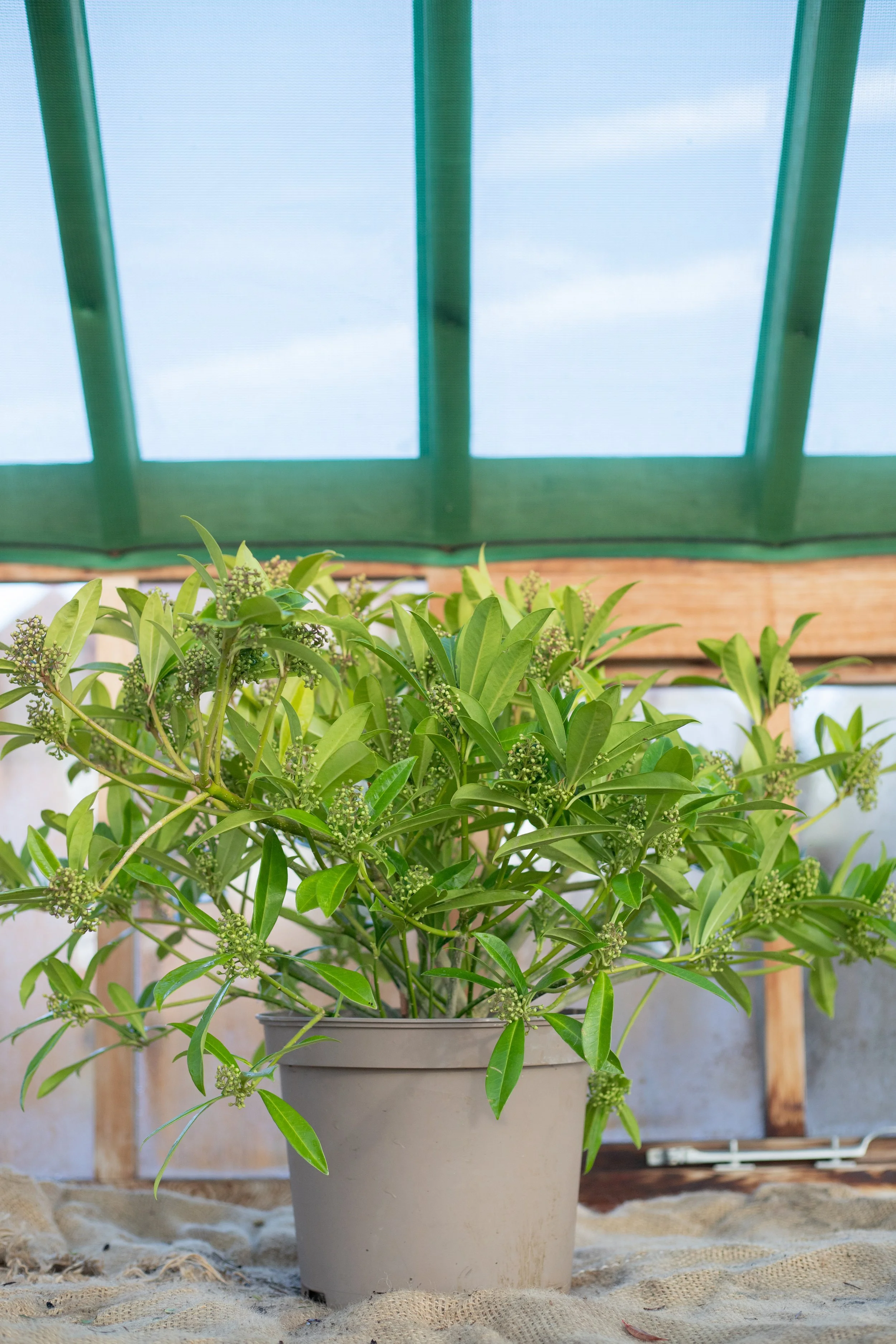 Skimmia x confusa ‘Kew Green’ (Skimmia ‘Kew Green’) [10L}