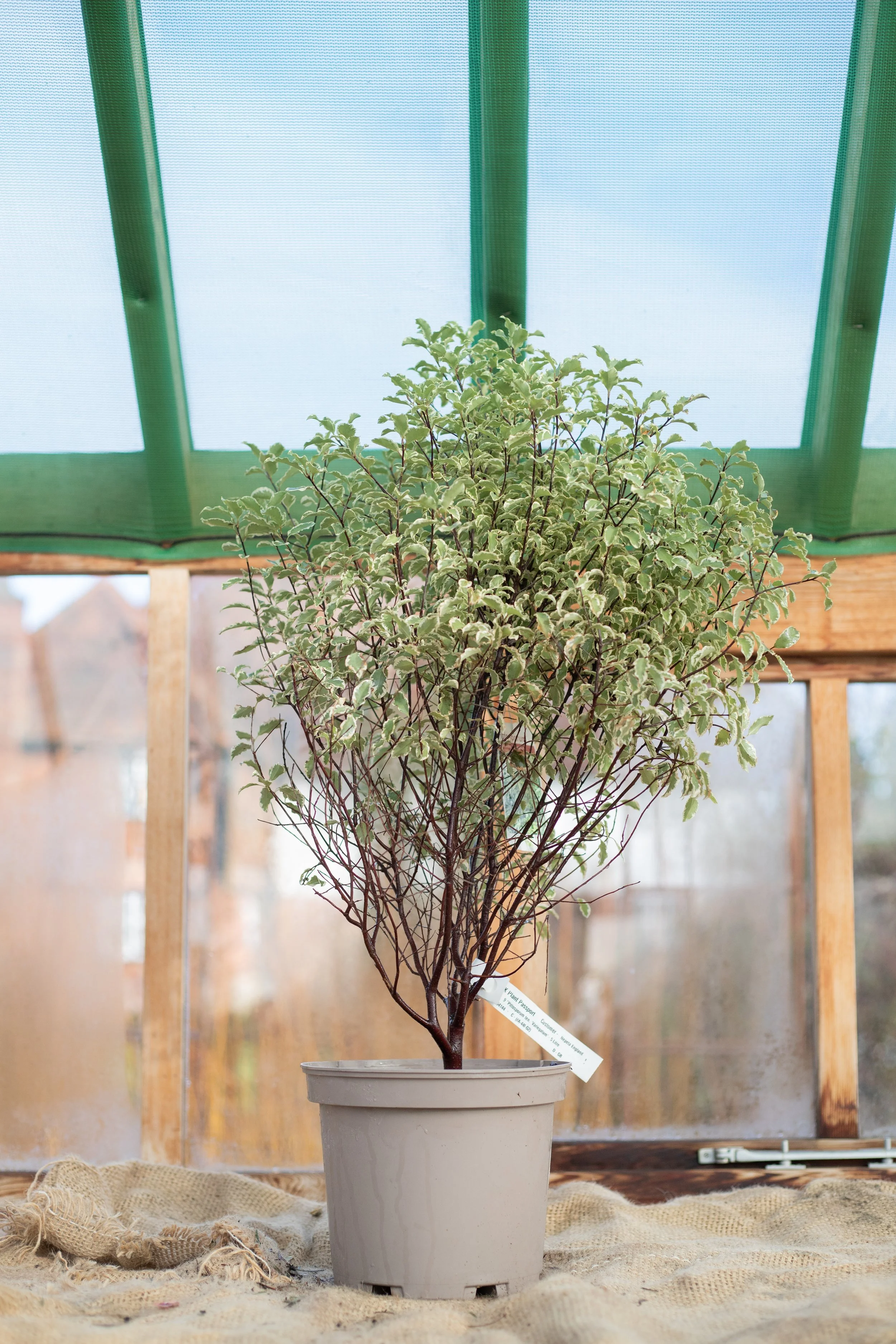 Pittisporum tenuifolium ‘Variegatum’ (Tawhiwhi ‘Variegatum’) [5L]