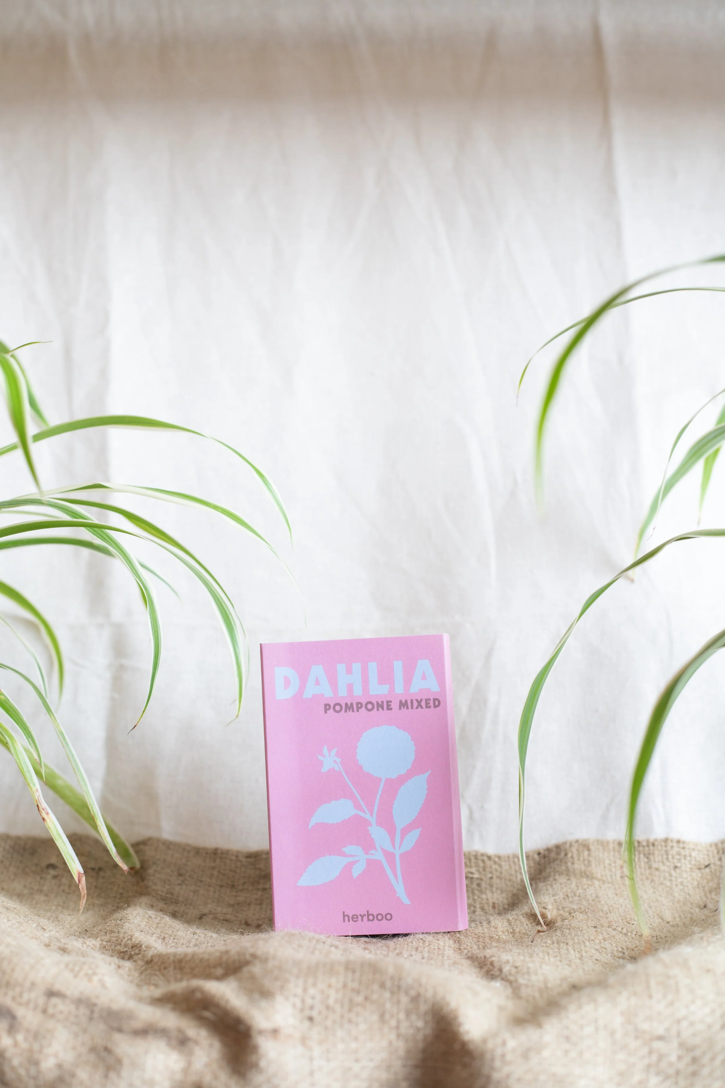 Dahlia ‘Pompone Mixed’ (Herboo)