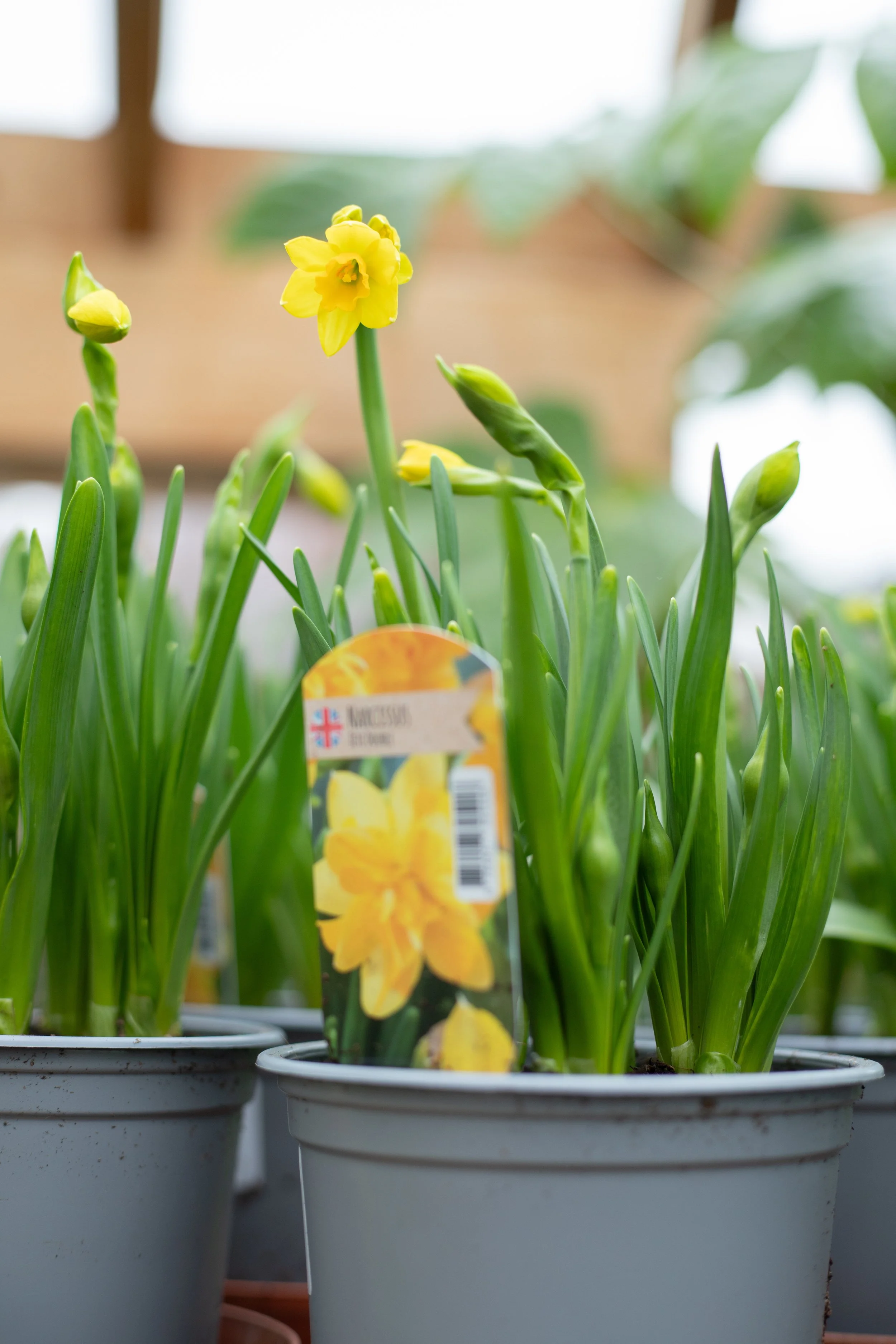 Narcissus - Tete Double [13cm]