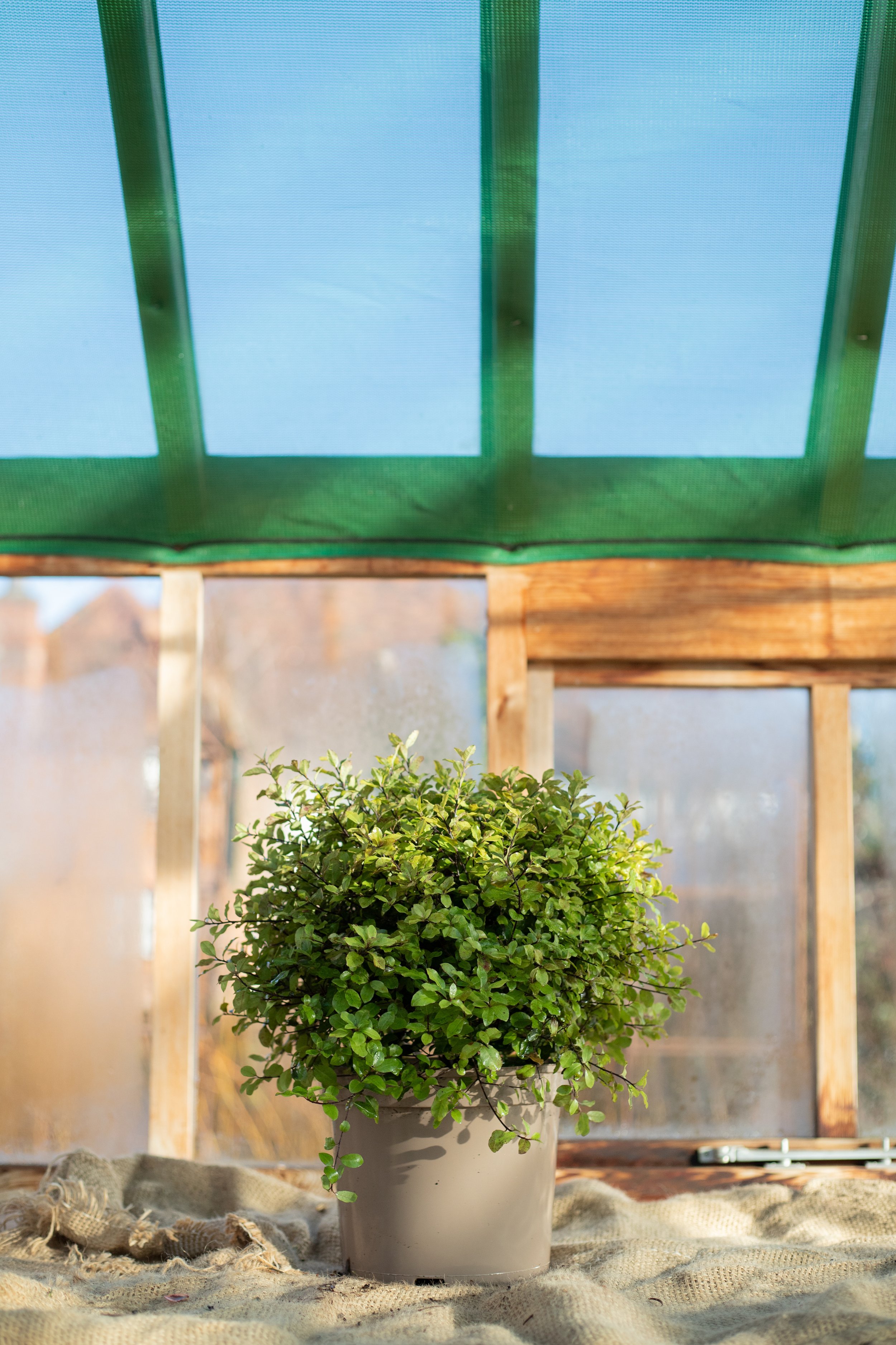 Pittisporum tenuifolium ‘Golf Ball’ (Tawhiwhi ‘Golf Ball’) [5L]