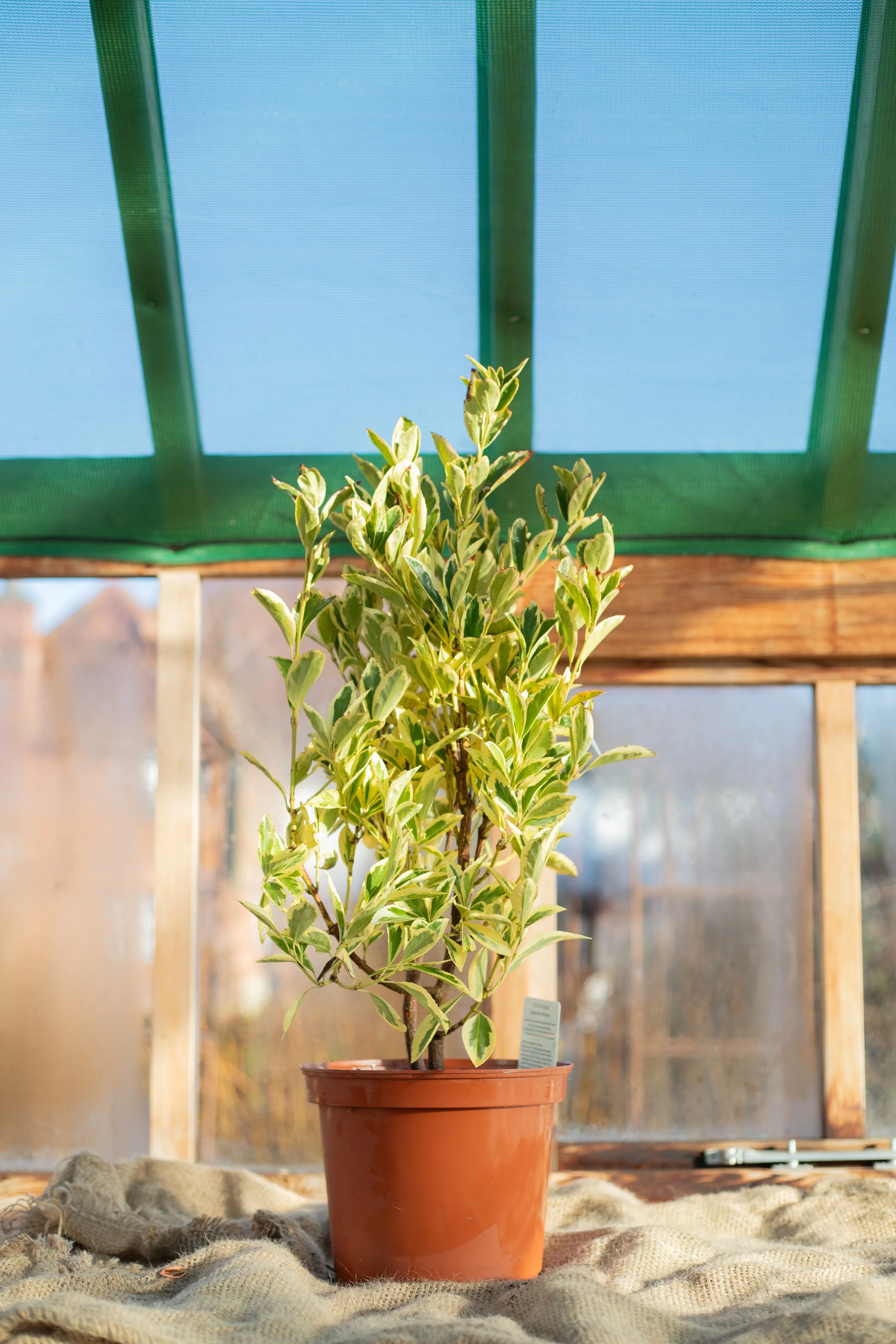Euonymus japonicus ‘Bravo’ (Spindle ‘Bravo’) [5L]