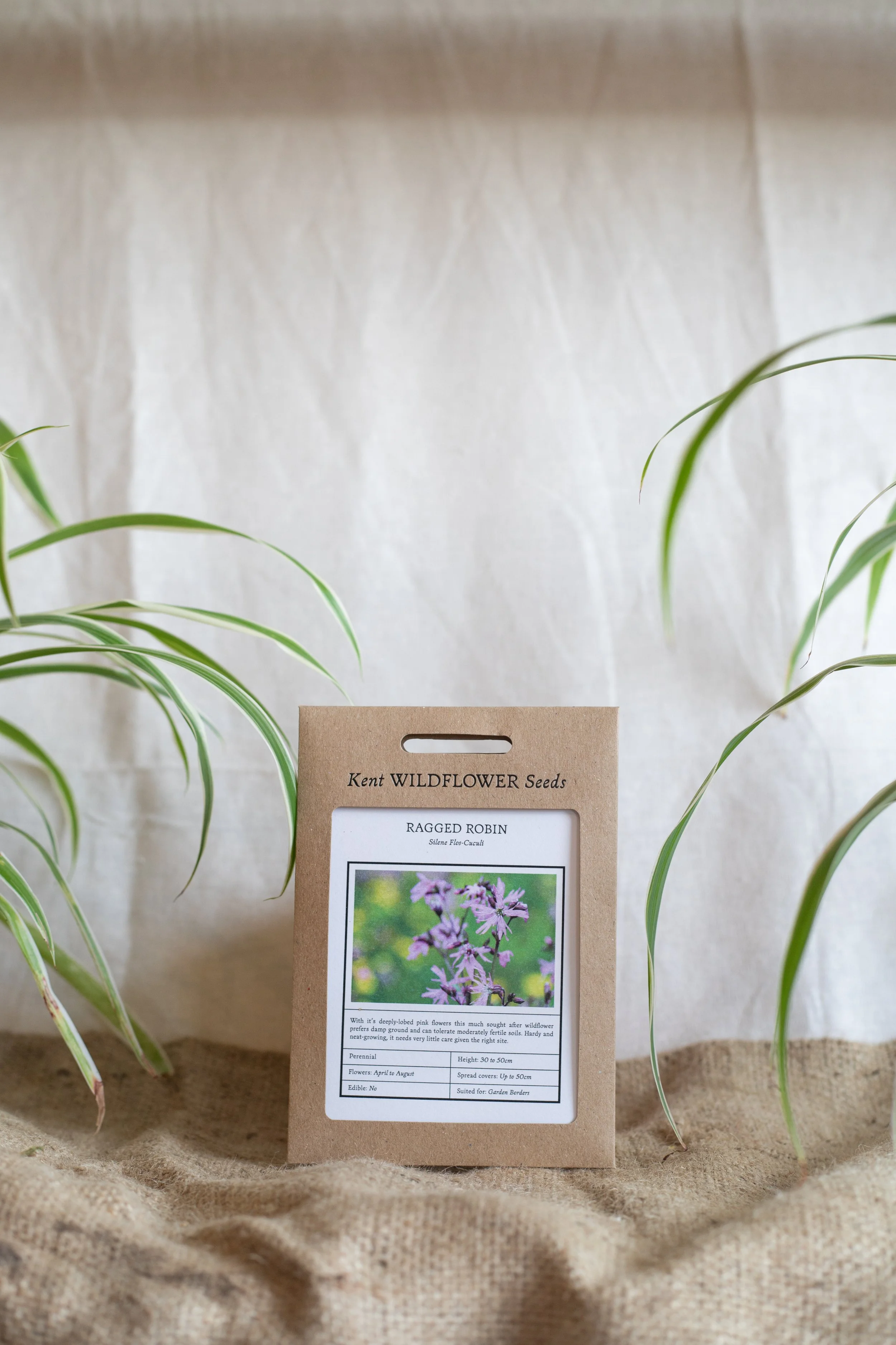 Ragged robin (Kent Wildflower Seeds)