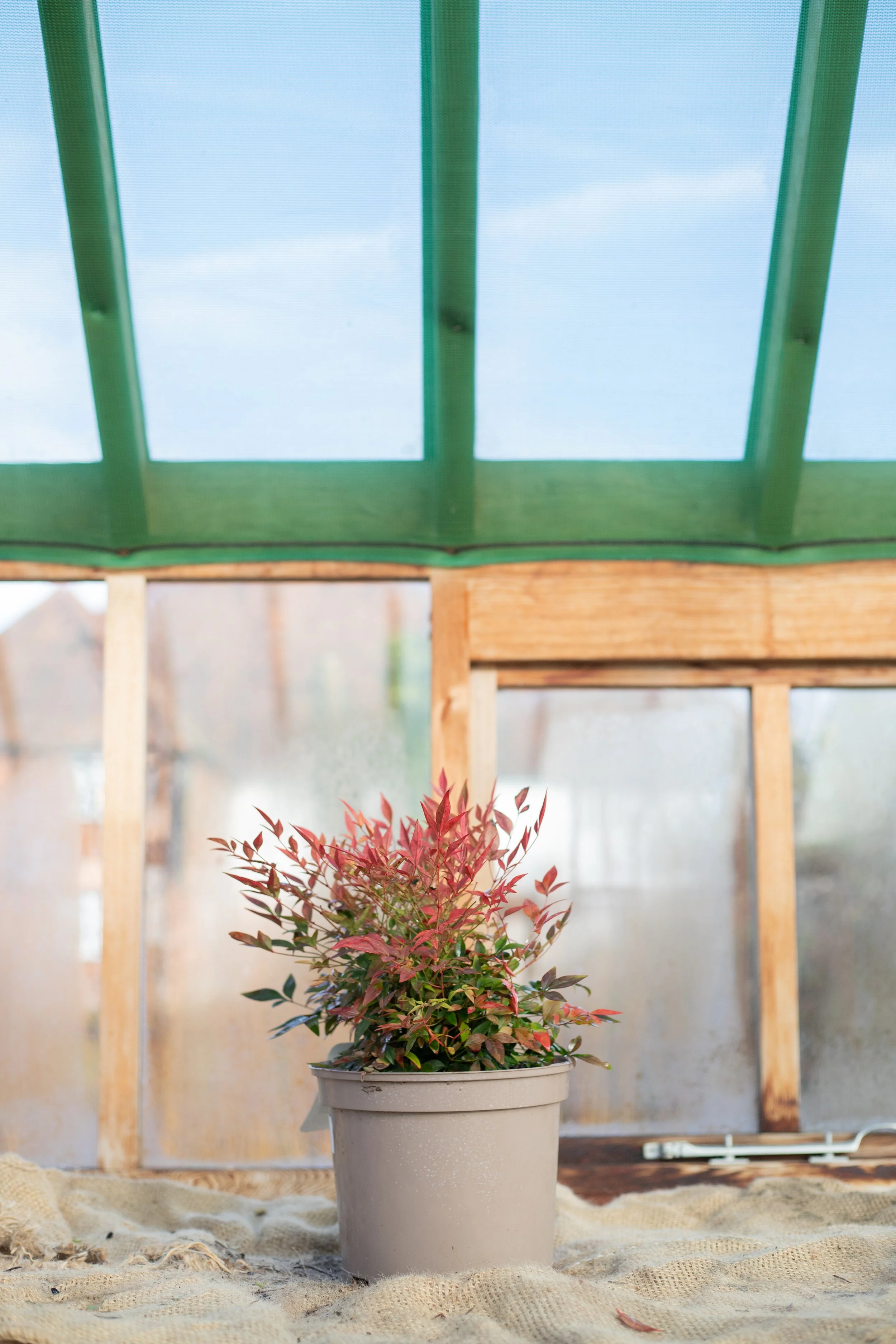 Nandina domestica ‘Gulf Stream’ (Heavenly bamboo ‘Gulf Stream’) [5L]