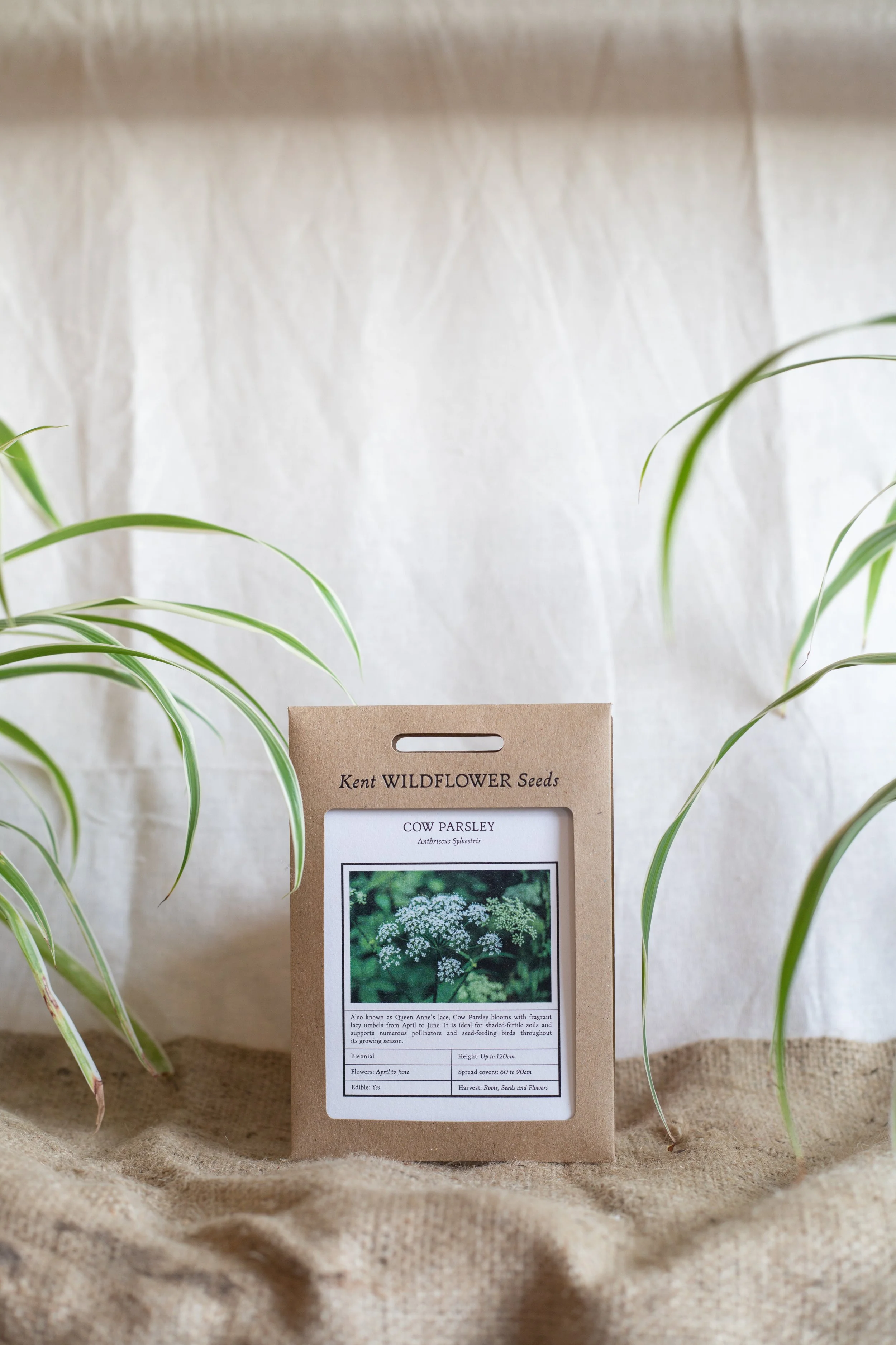 Cow parsley (Kent Wildflower Seeds)