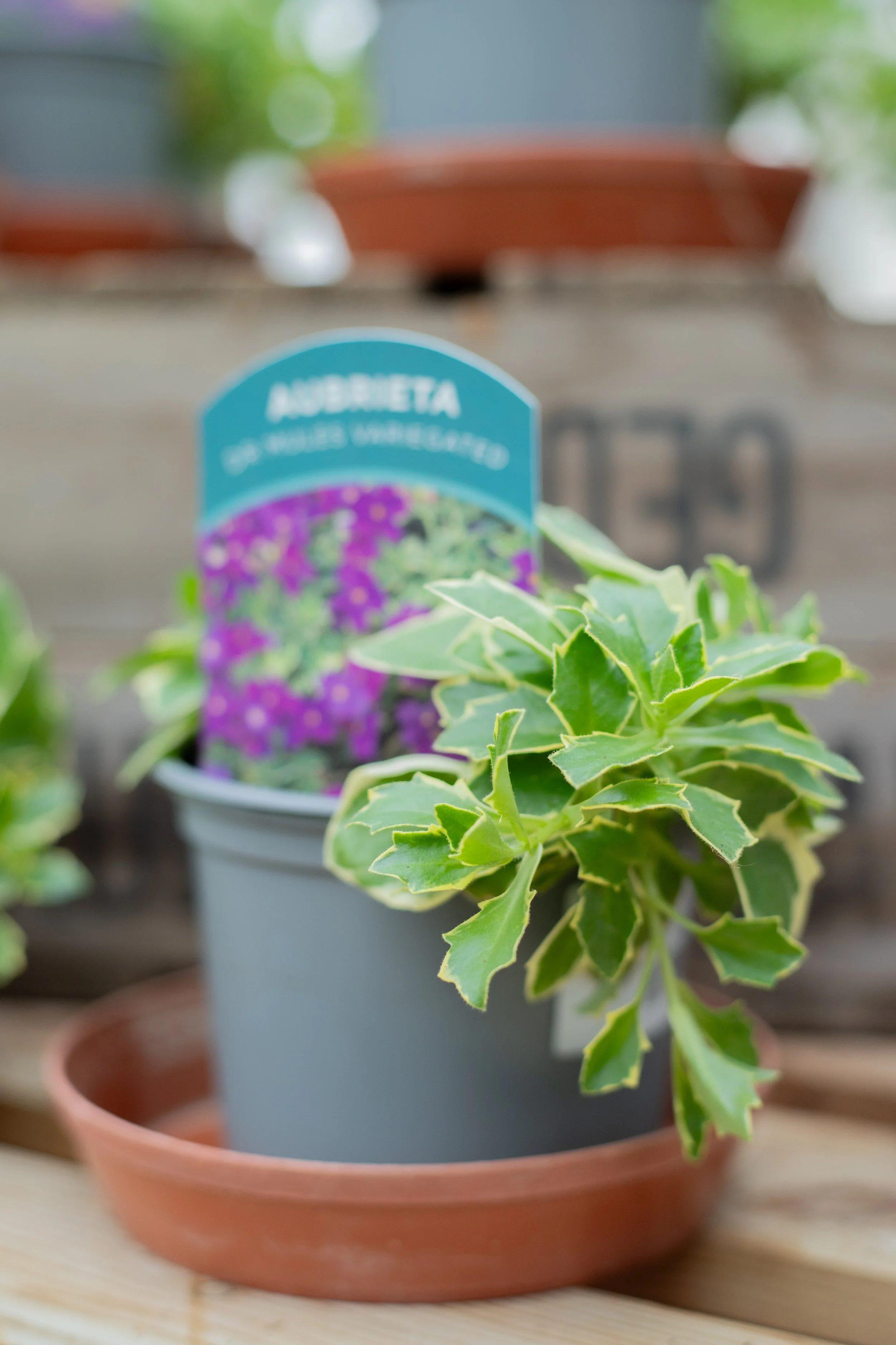 Aubrietia - Dr Mules Variegated [10.5cm]