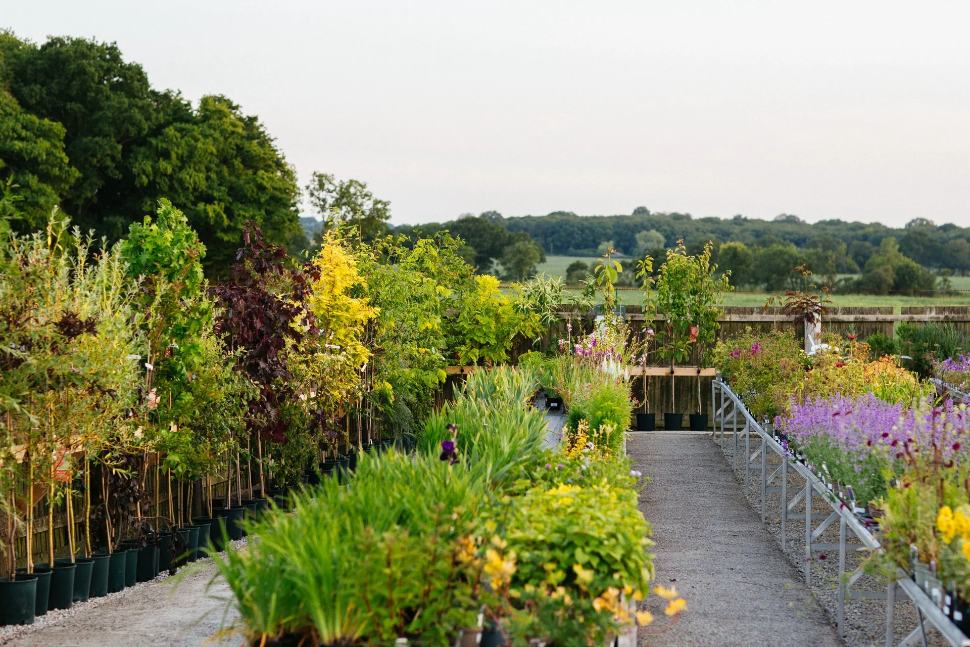 A nursery with potted plants and young trees along a gravel path, with a wooden fence and green countryside in the background.