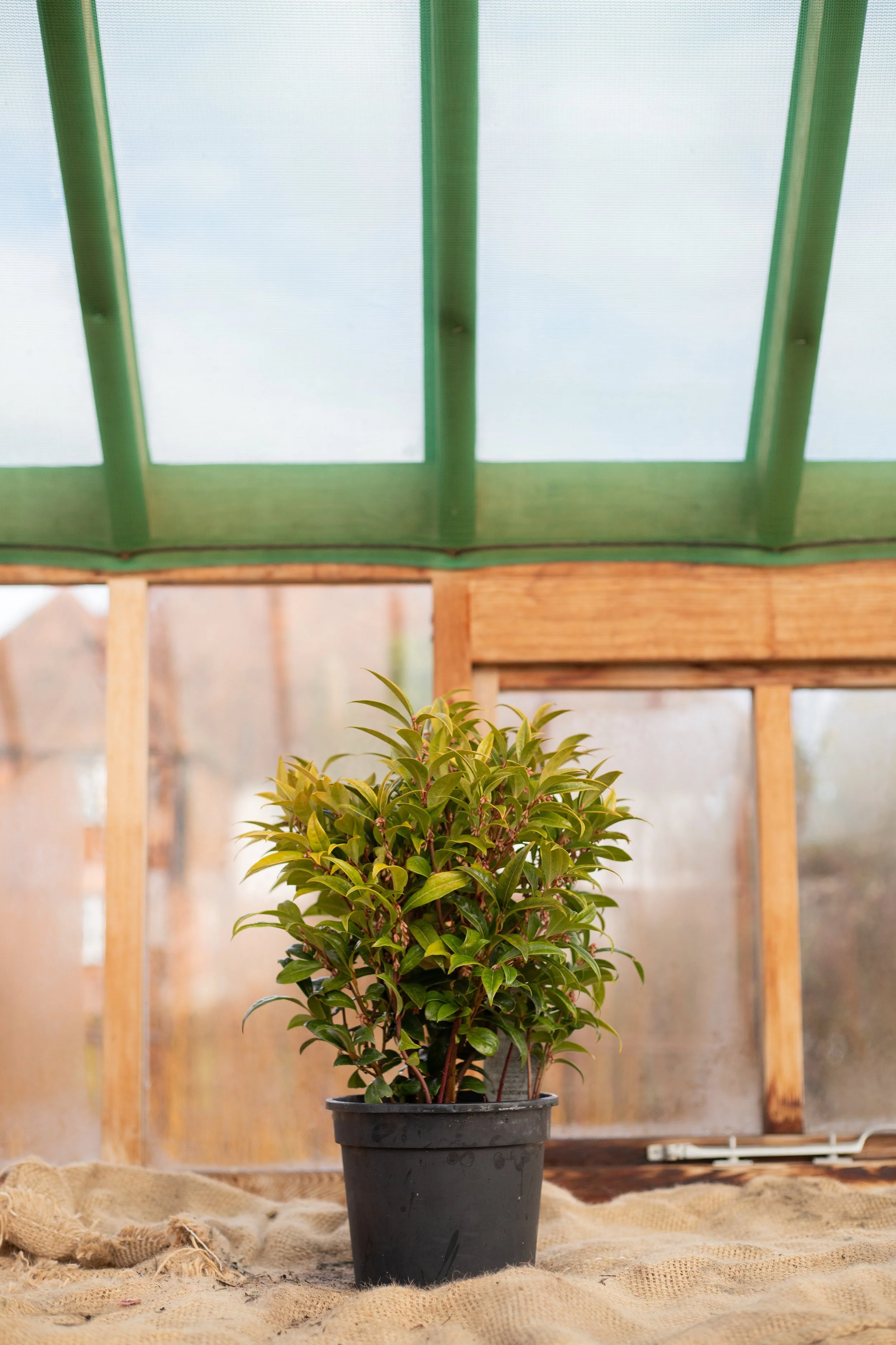 Sarcococca hookeriana ‘Winter Gem’ (Sweet box ‘Winter Gem’) [5L]