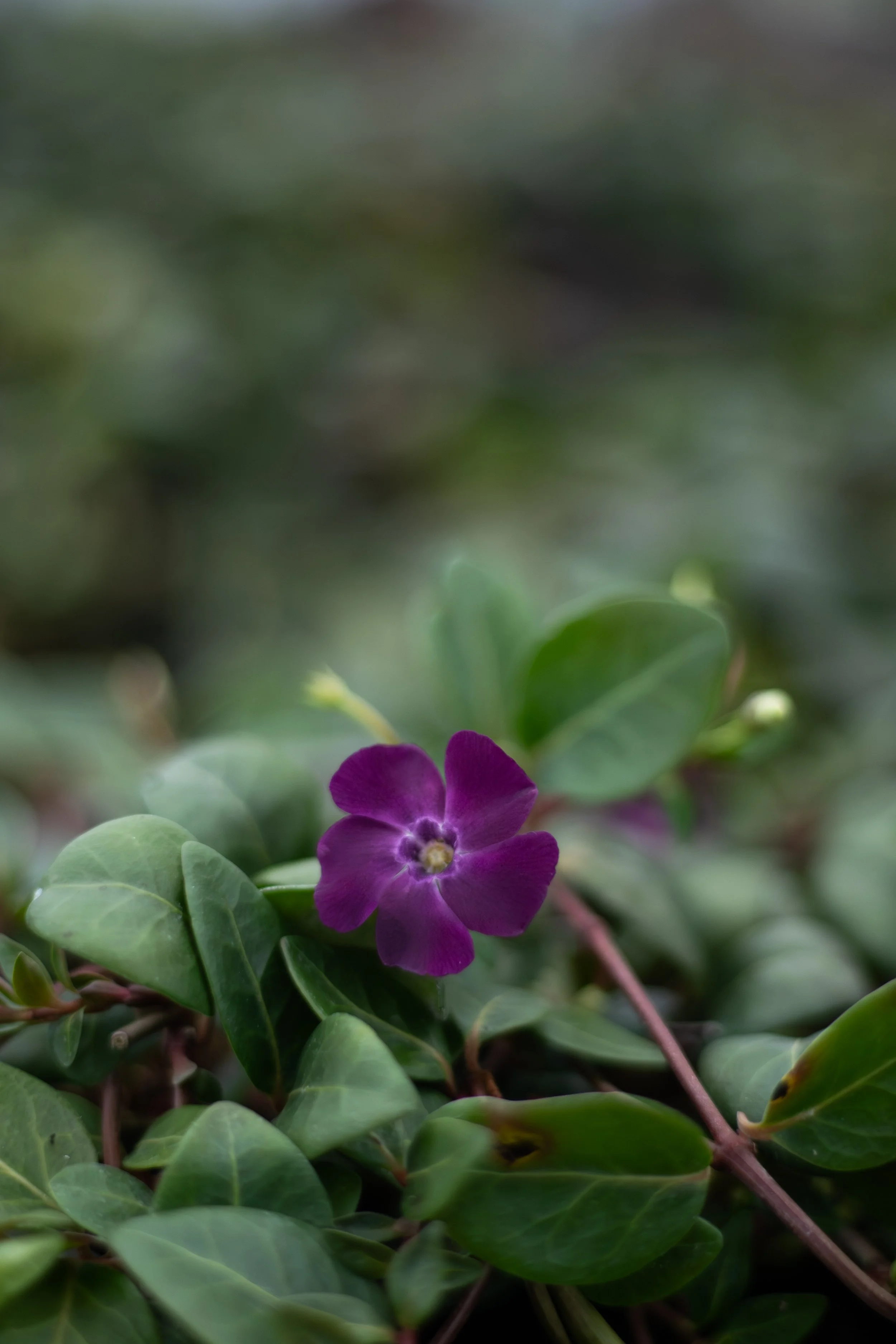 A close-up of a small purple flower with green leaves surrounding it, set against a blurred background.