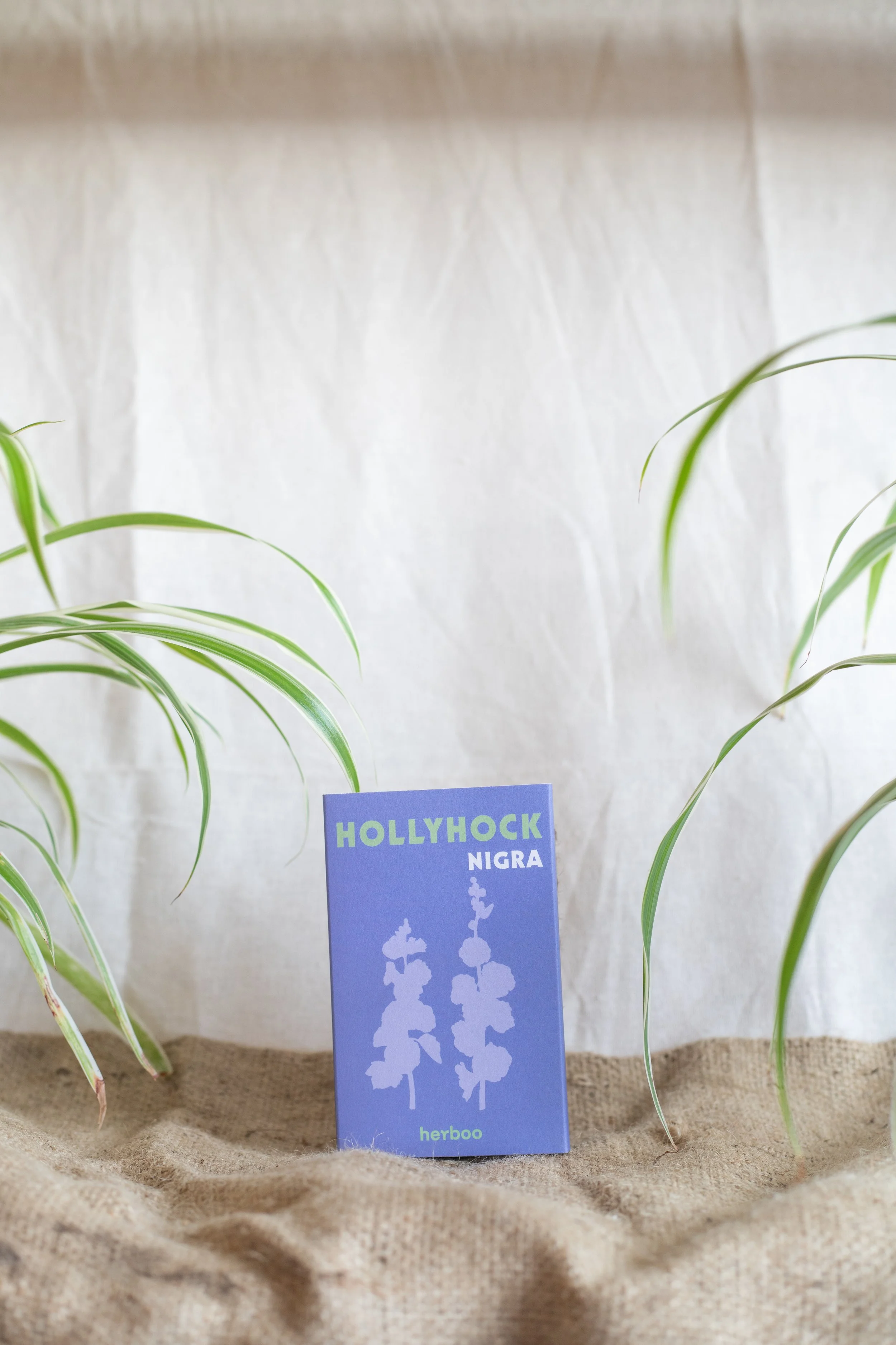 Hollyhock ‘Nigra’ (Herboo)