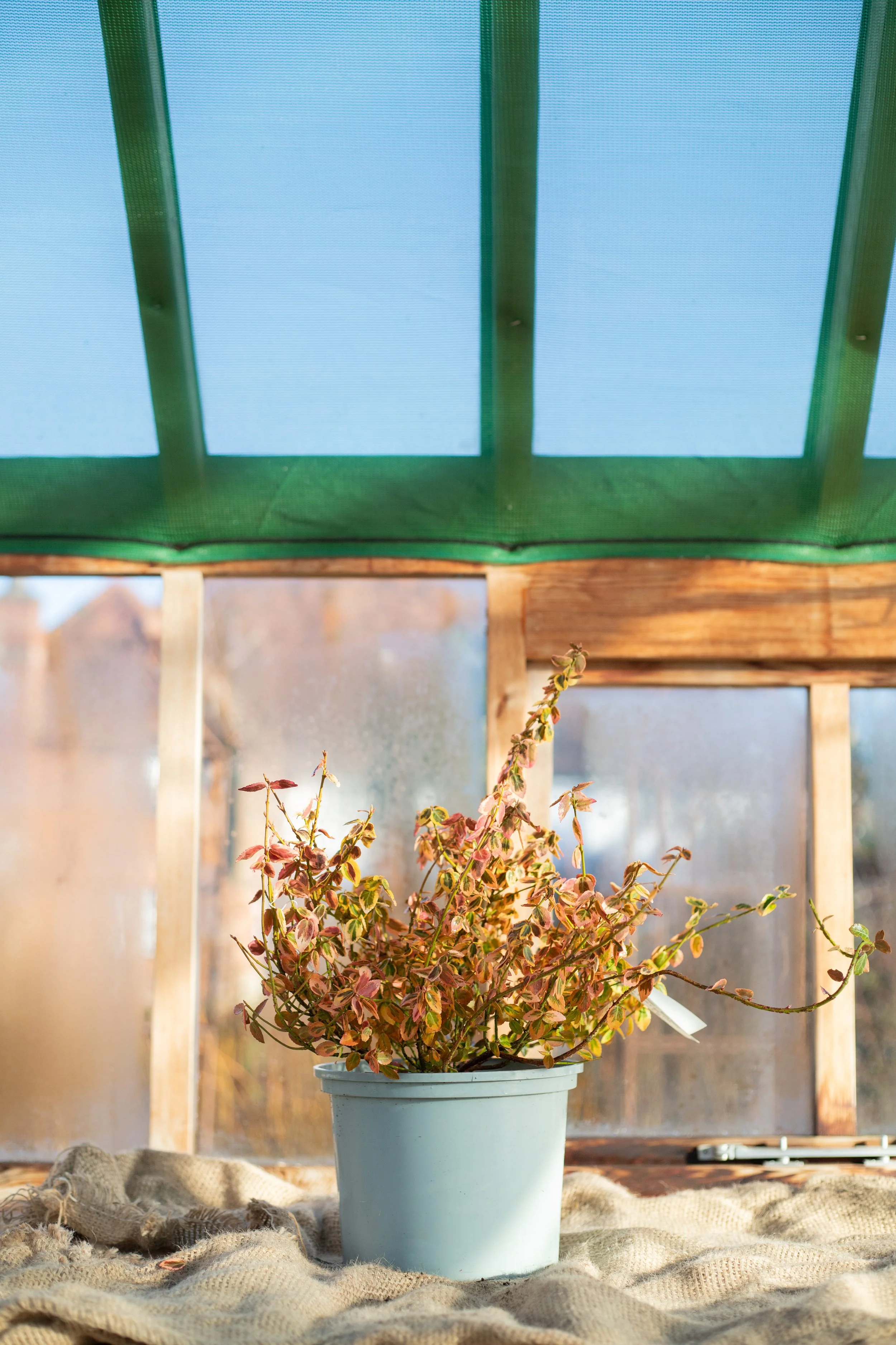 Euonymus fortunei ‘Emerald ’n’ Gold’ (Spindle ‘Emerald ’n’ Gold’) [5L]  
