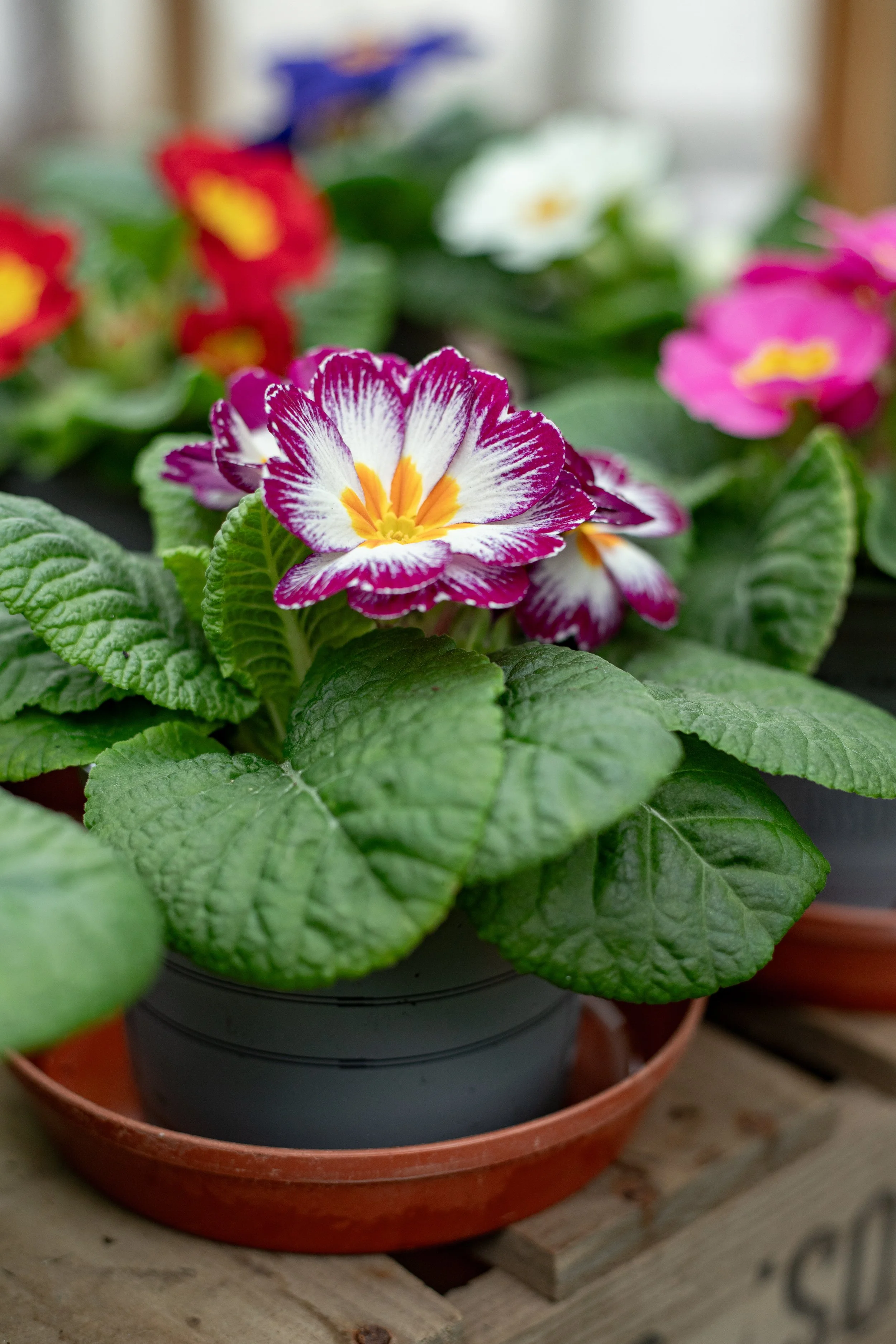 Primrose - Mixed [10.5cm]