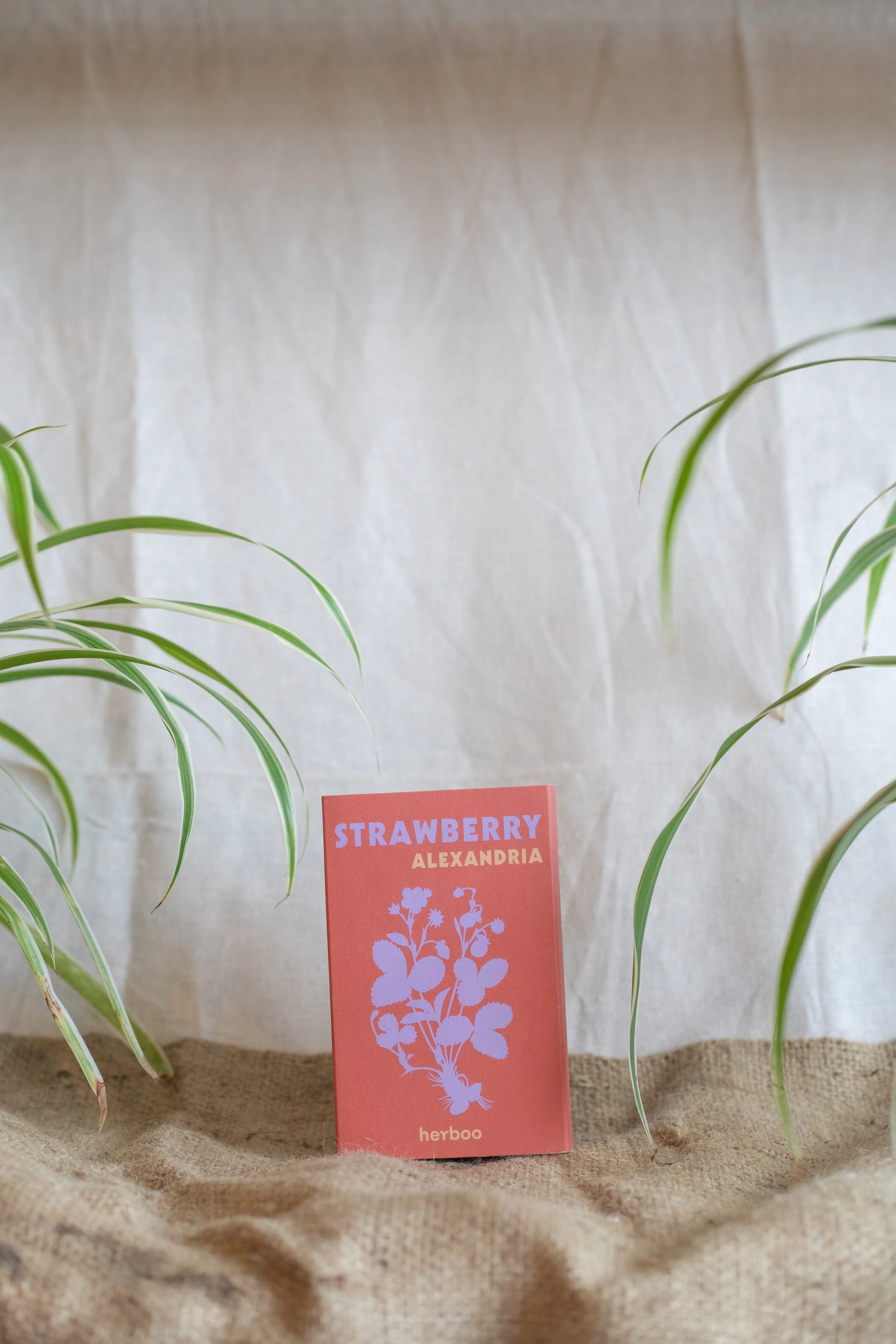 Strawberry ‘Alexandria’ (Herboo)