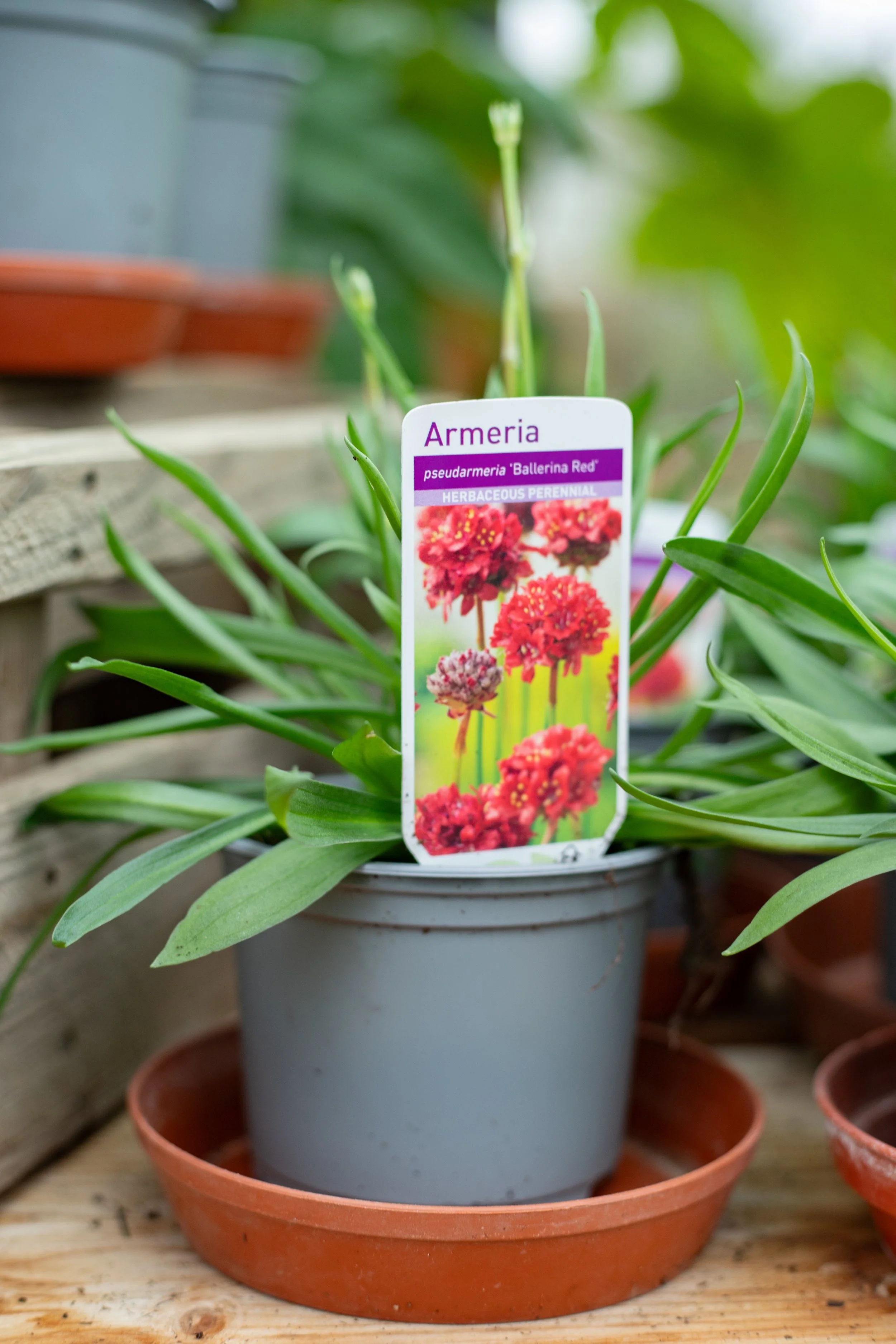 Armeria - Ballerina Red [10.5cm]