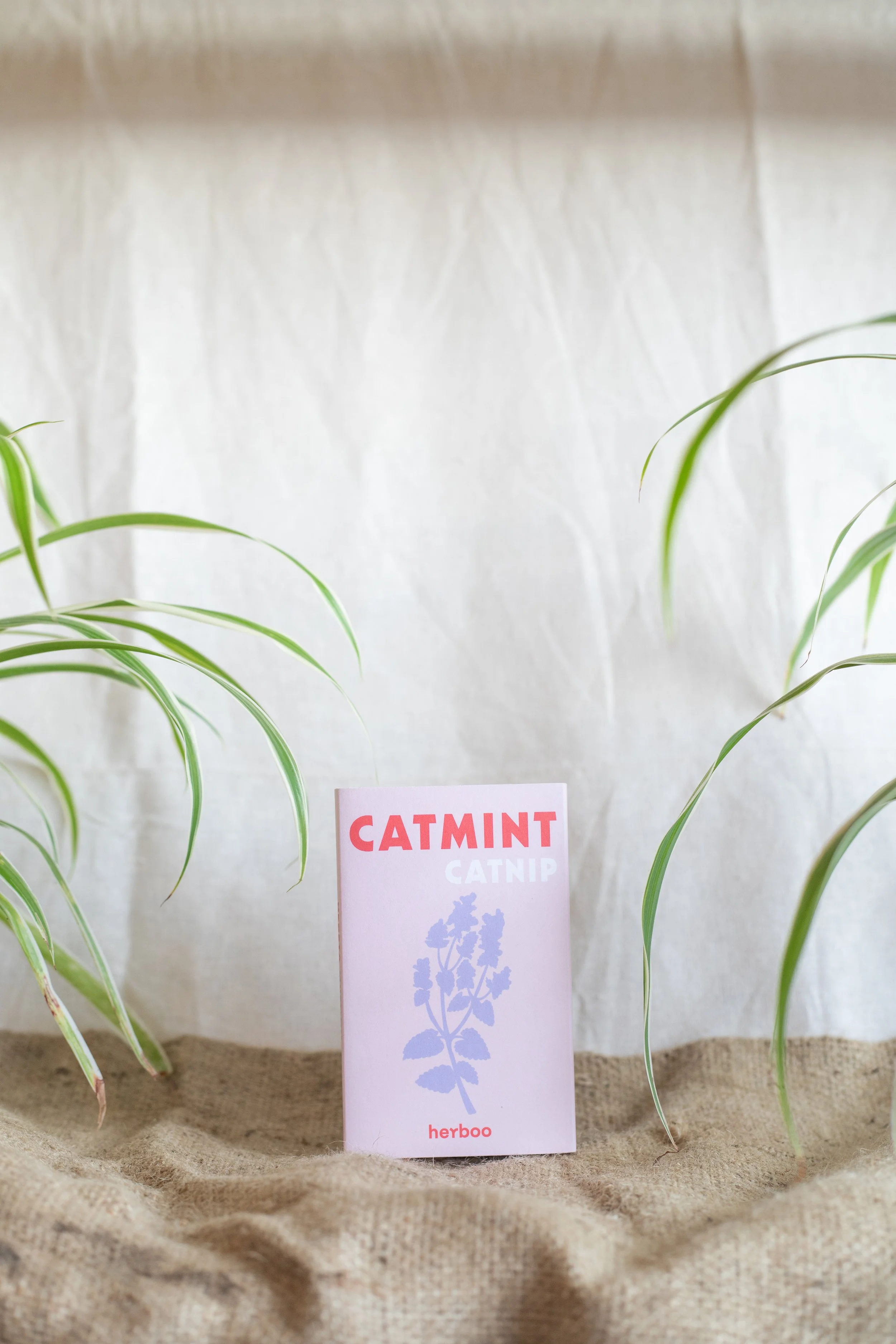 Catmint ‘Catnip’ (Herboo)