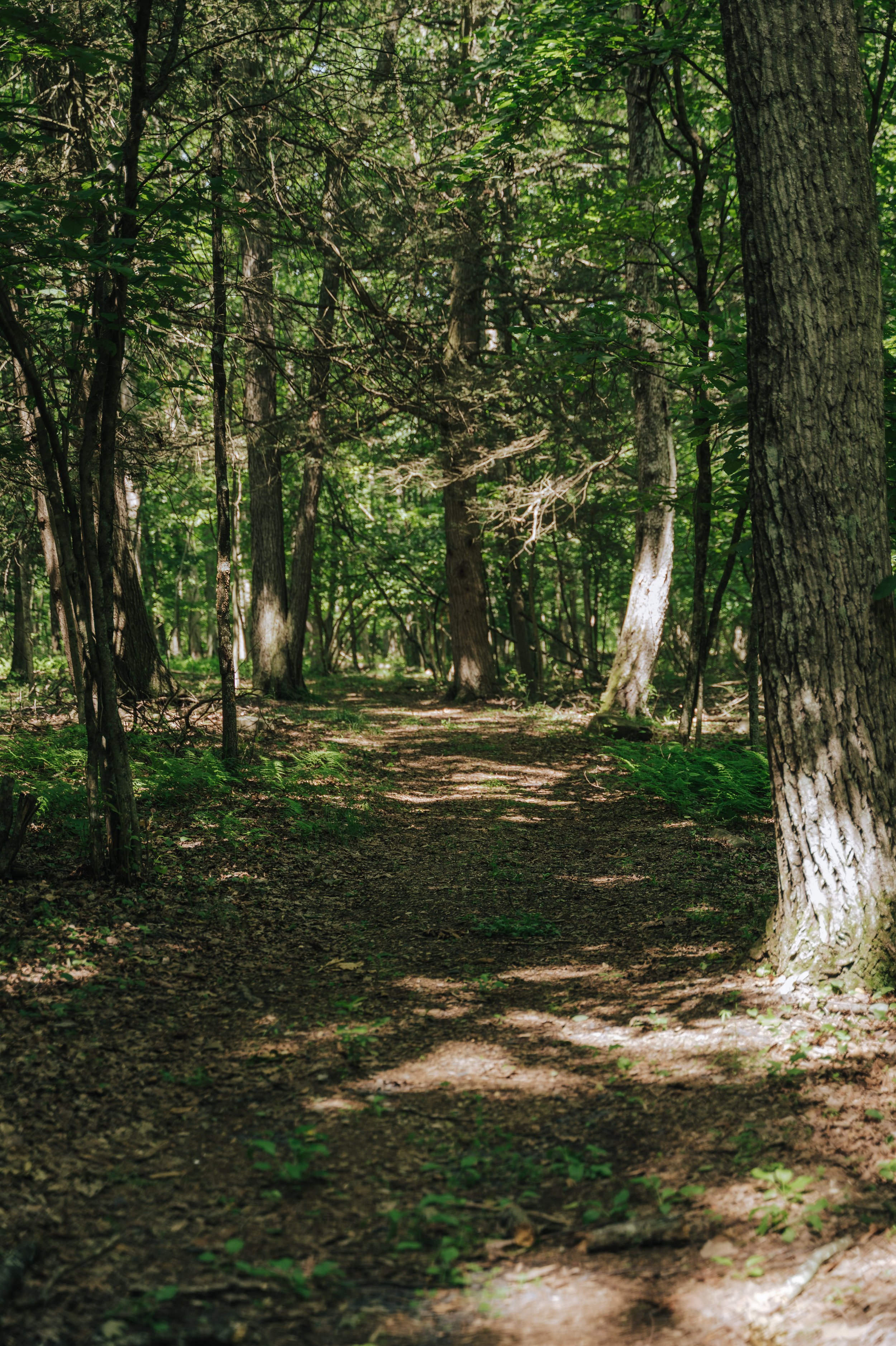 Our lovingly tended meditation trails encircle the property and offer a means of active integration and contemplation, quieting the mind surrounded by nature, and encountering sacred art installations along the way.