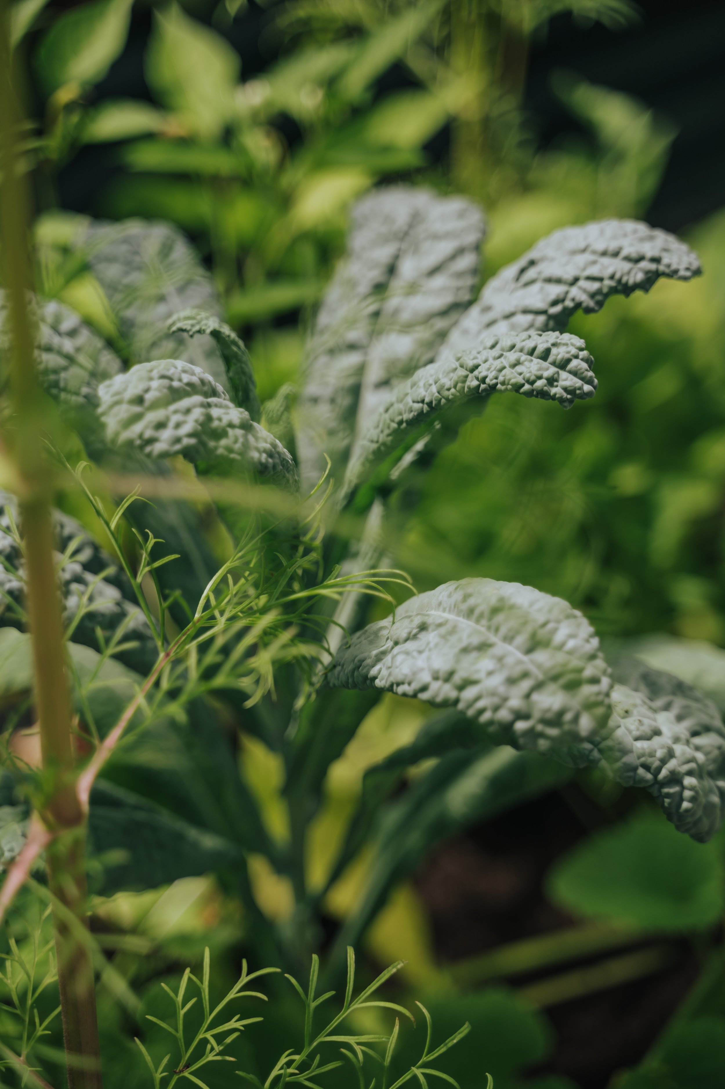 kale.jpg