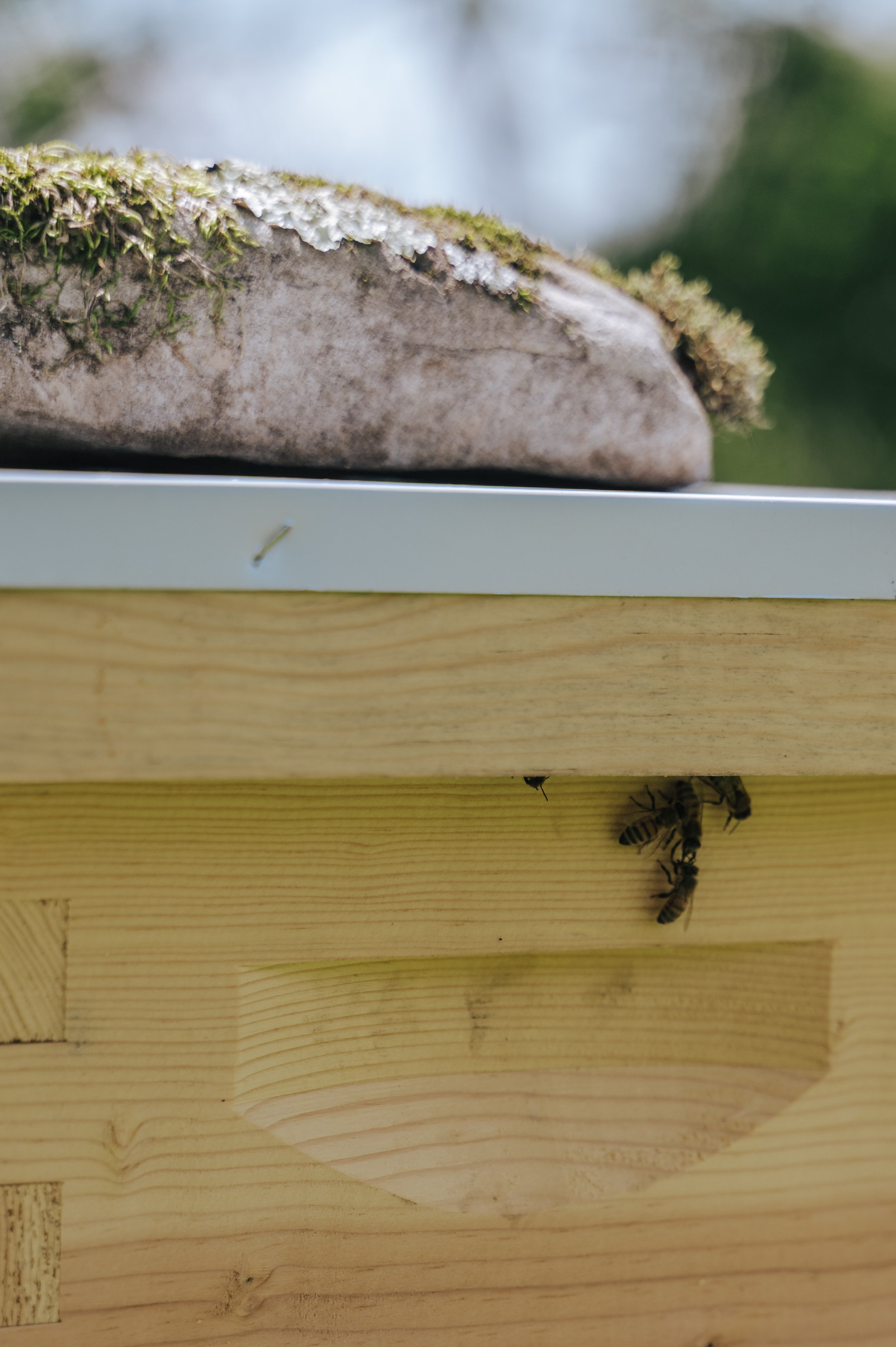 beehousesneak3.jpg
