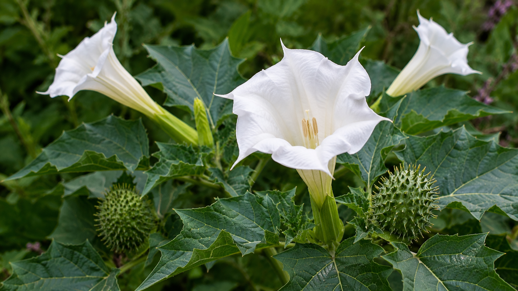 Datura: The Devil's Trumpet That Drives You Mad Before It Kills You