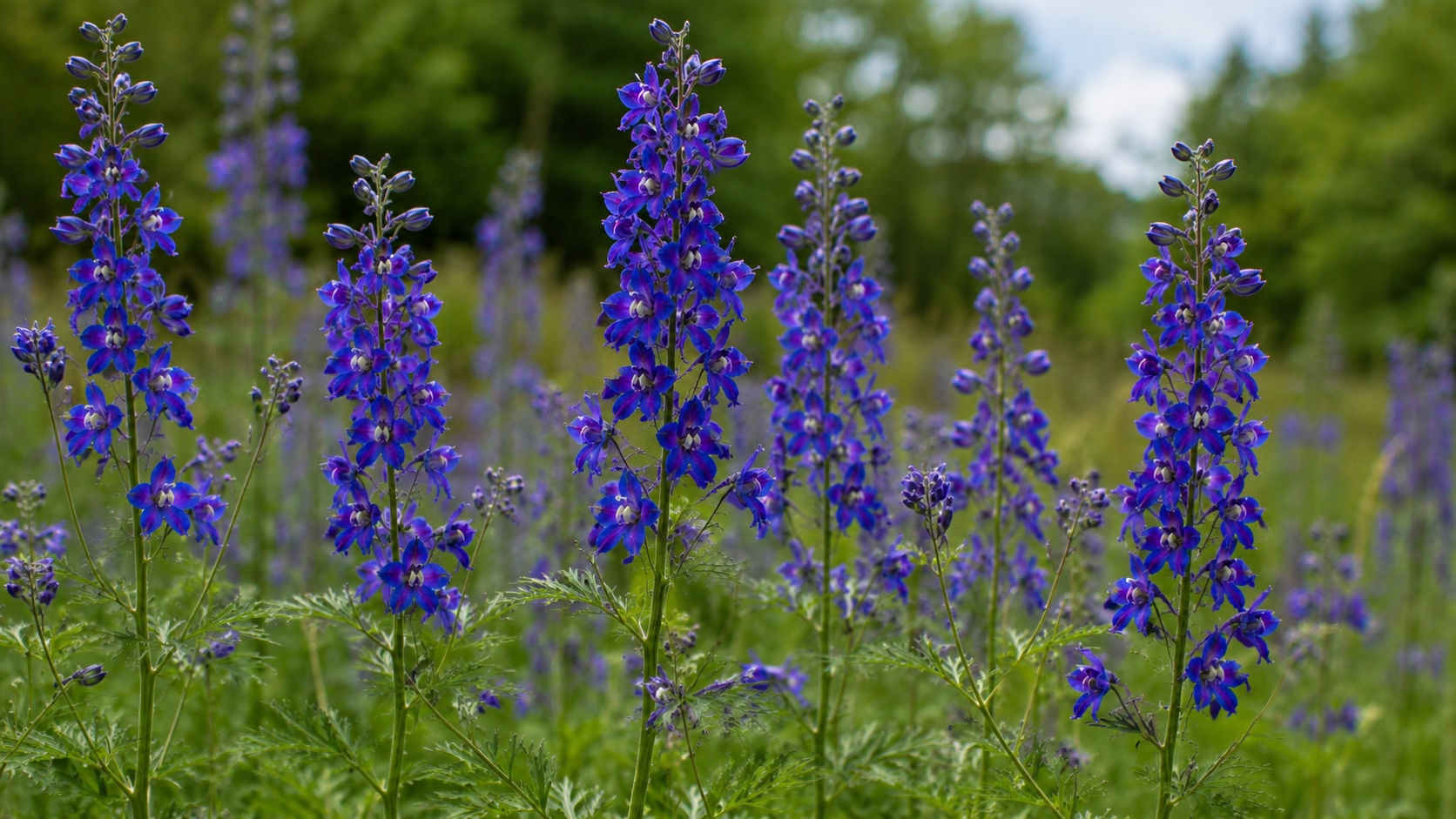 Larkspur: The Flower Inscribed With a Dying Man's Grief
