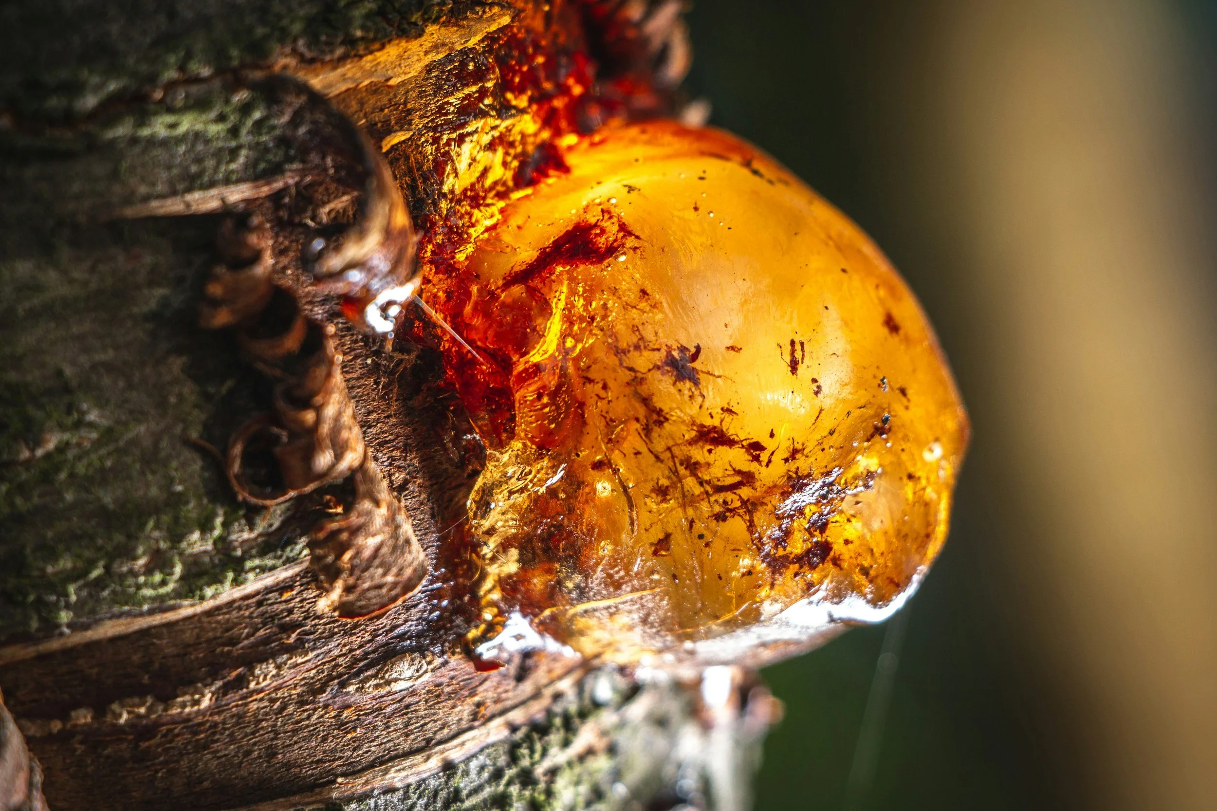 Close-up of amber-colored tree sap oozing from a tree trunk with rough, textured bark.