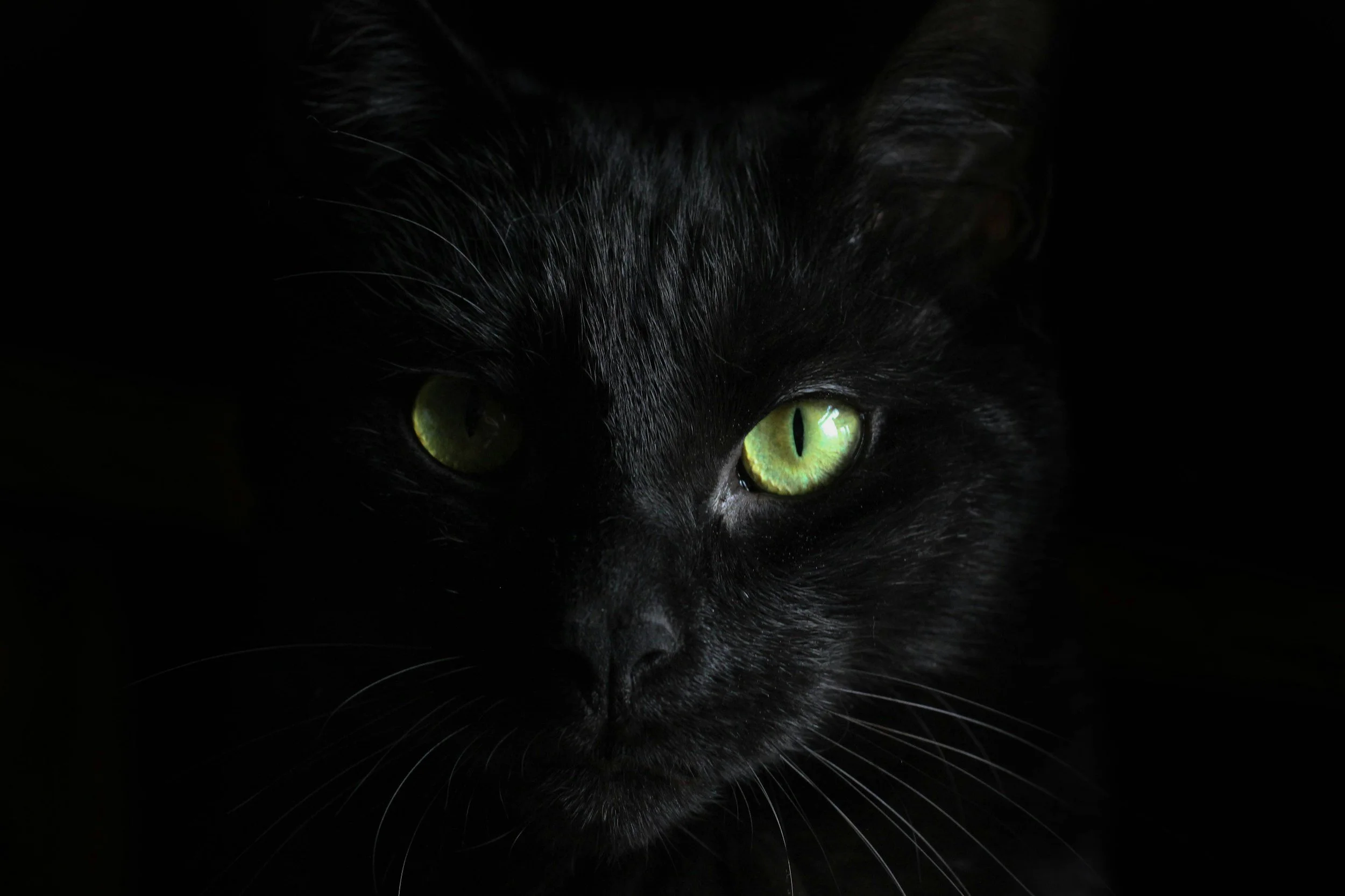 Shadow Cats and Spirit Guides: Why People Are Connecting with Non-Traditional Familiars