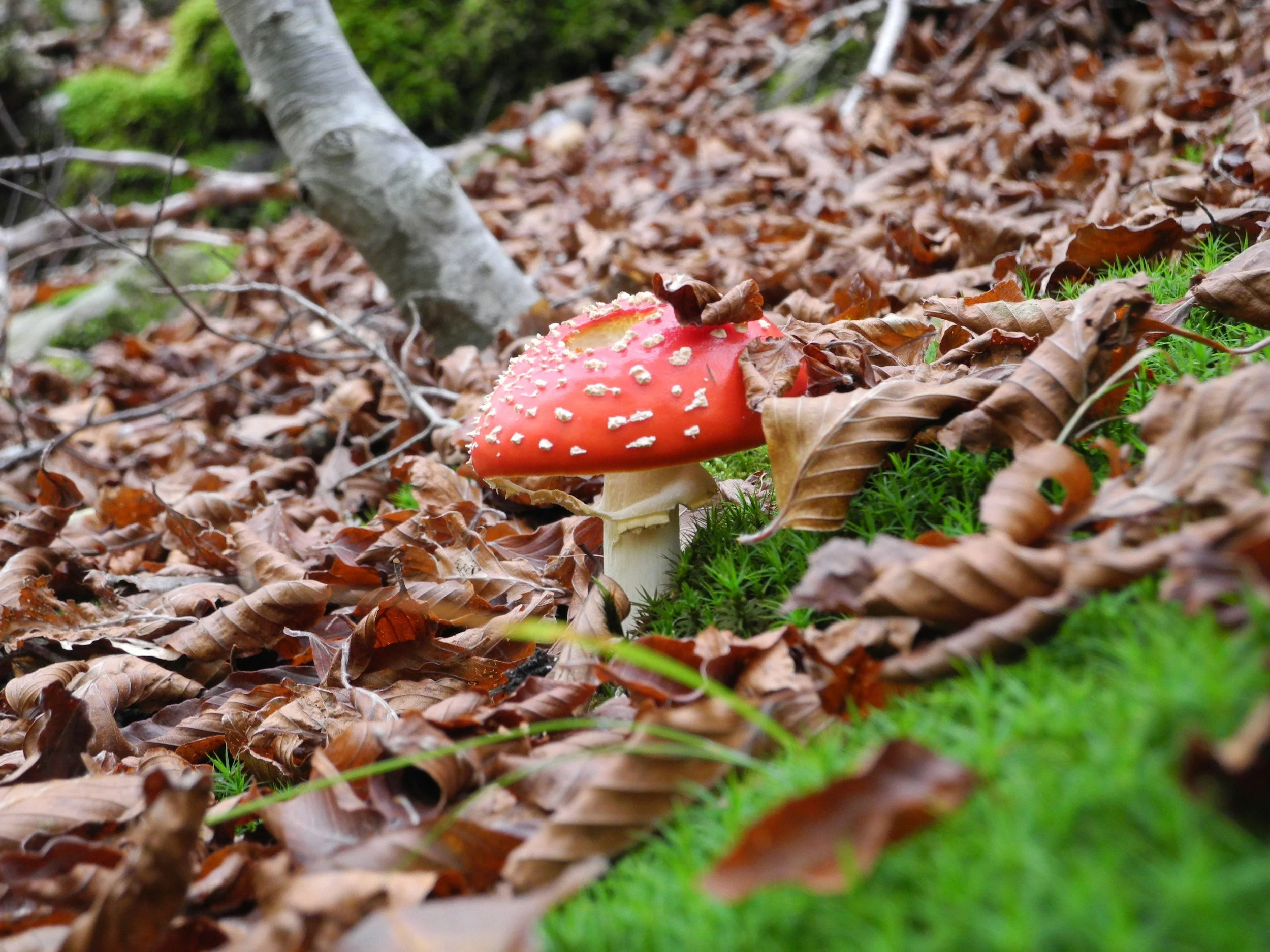 Amanita Mushrooms (Fly Agaric): The Red-Capped Doorway to Other Realms