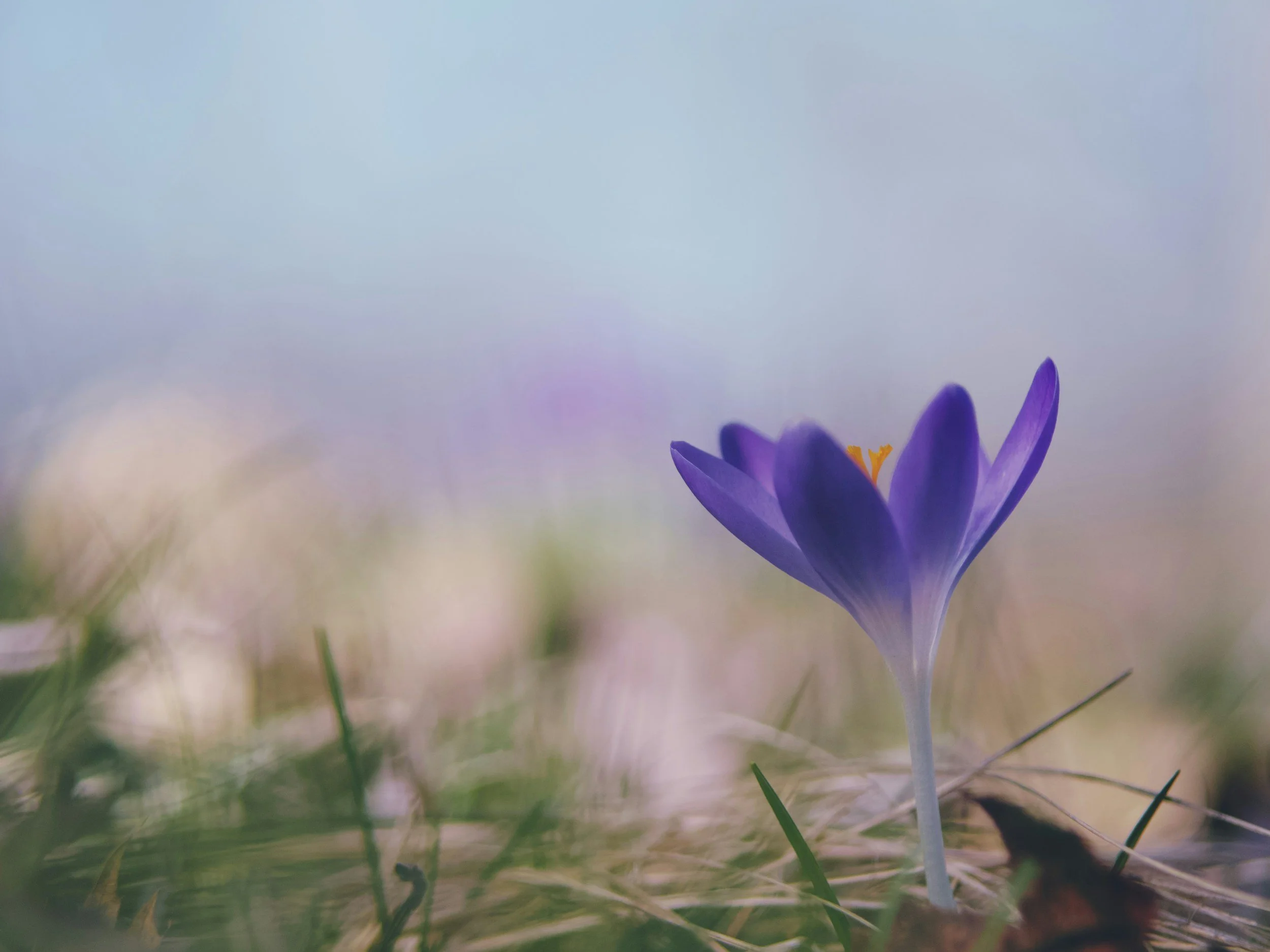 Autumn Crocus (Colchicum): The Poison Path’s Bloom of Transformation