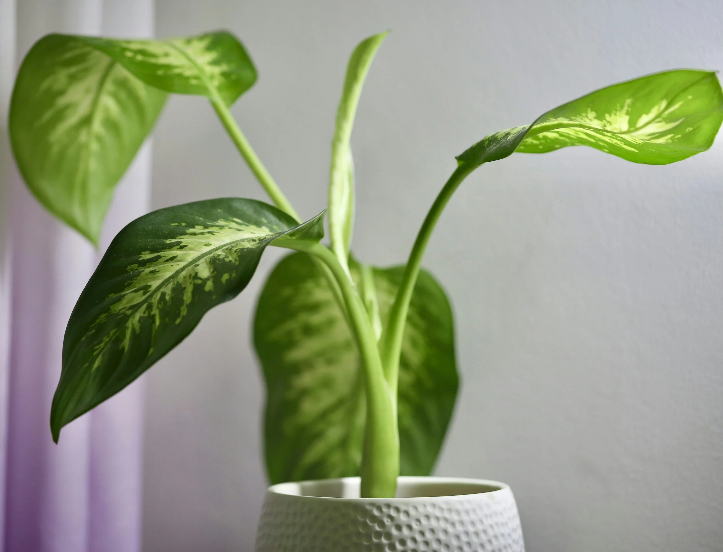 Dieffenbachia Magic: Protection, Warding, and the Silent Sentinel