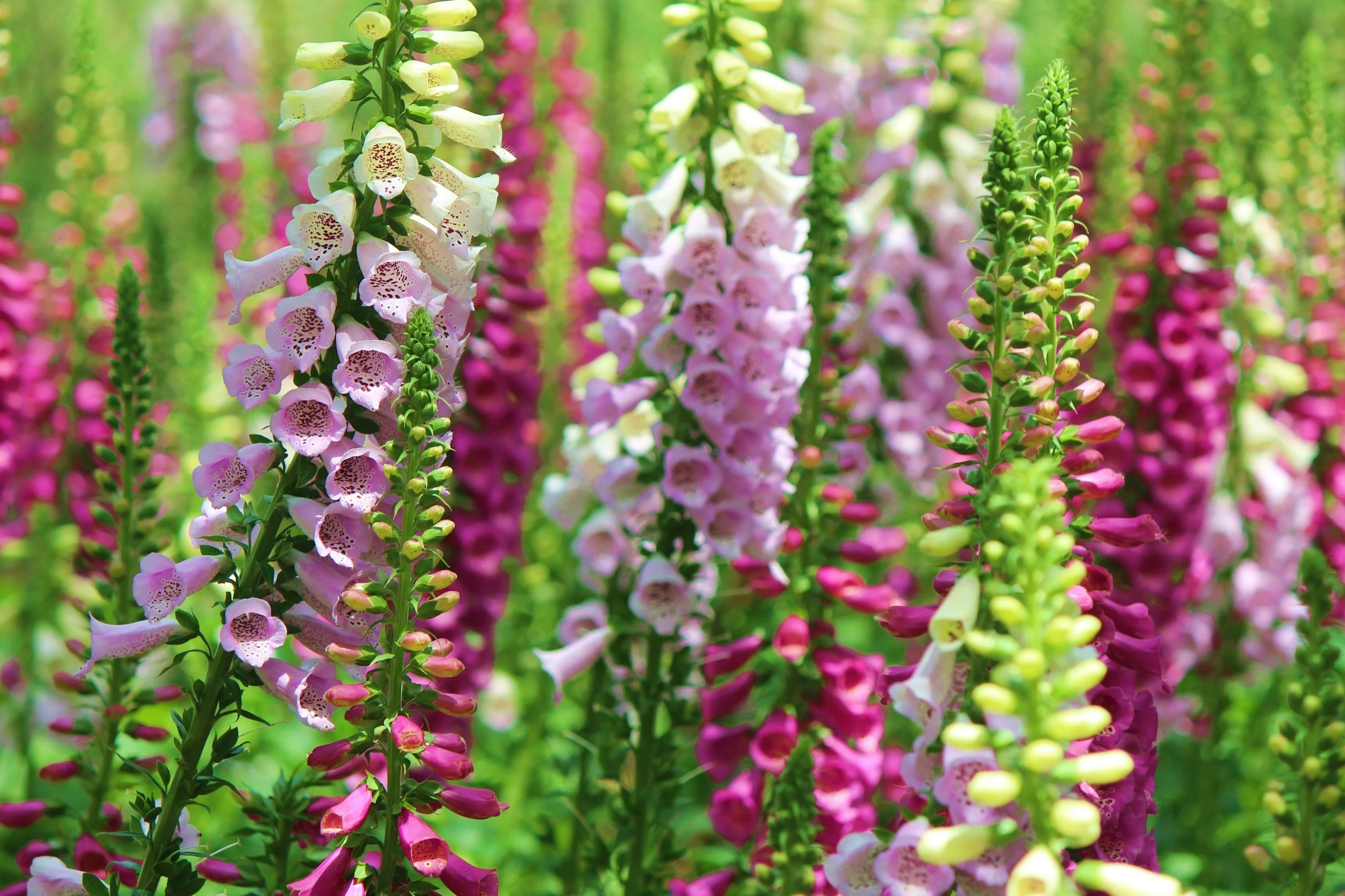 Foxglove Magic: Protection, Intuition, and the Bell of the Fae
