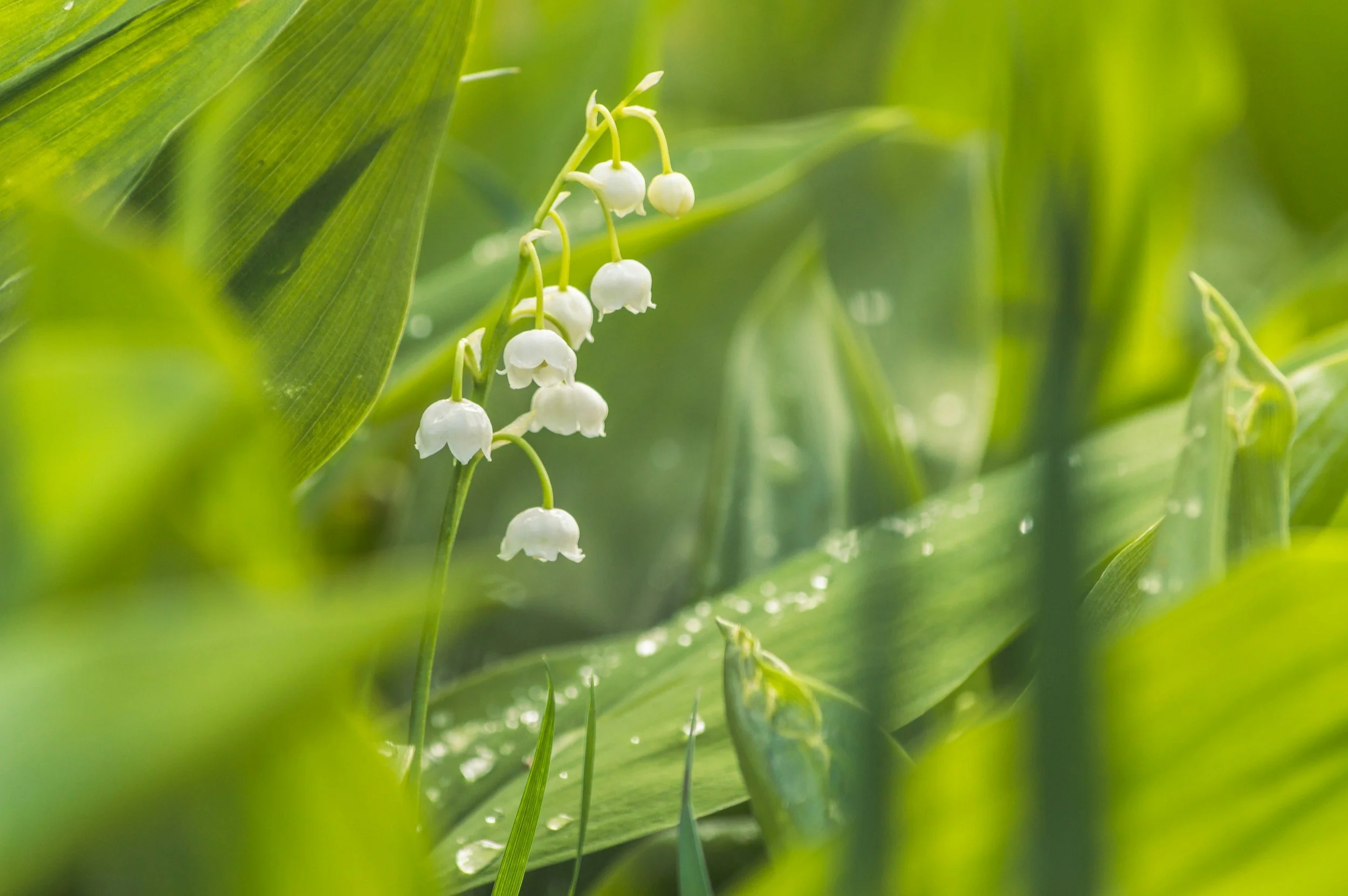 Lily of the Valley (Convallaria majalis): The Silent Bell of Protection