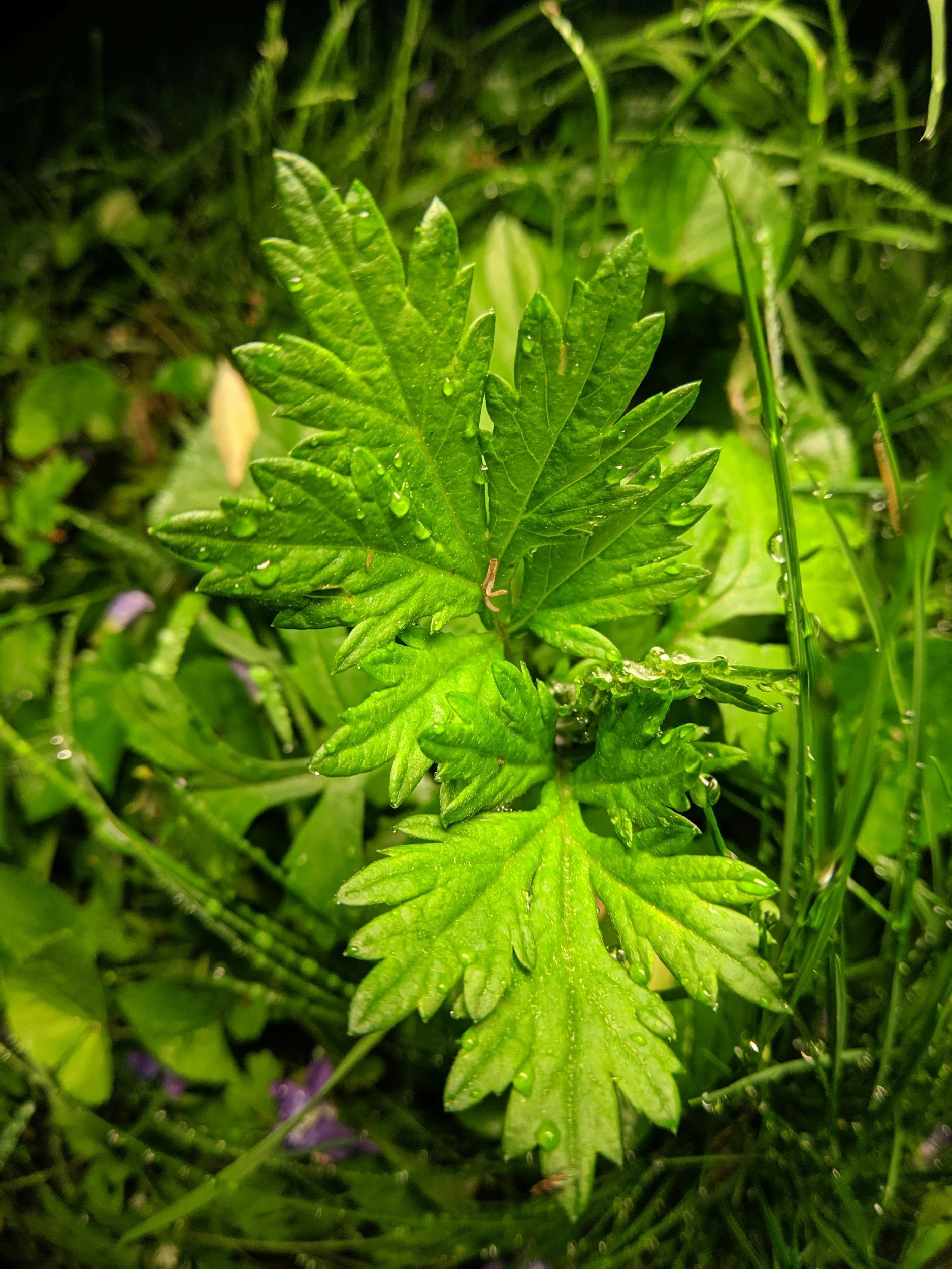 Mugwort (Artemisia vulgaris): The Dreamer’s Herb of Vision