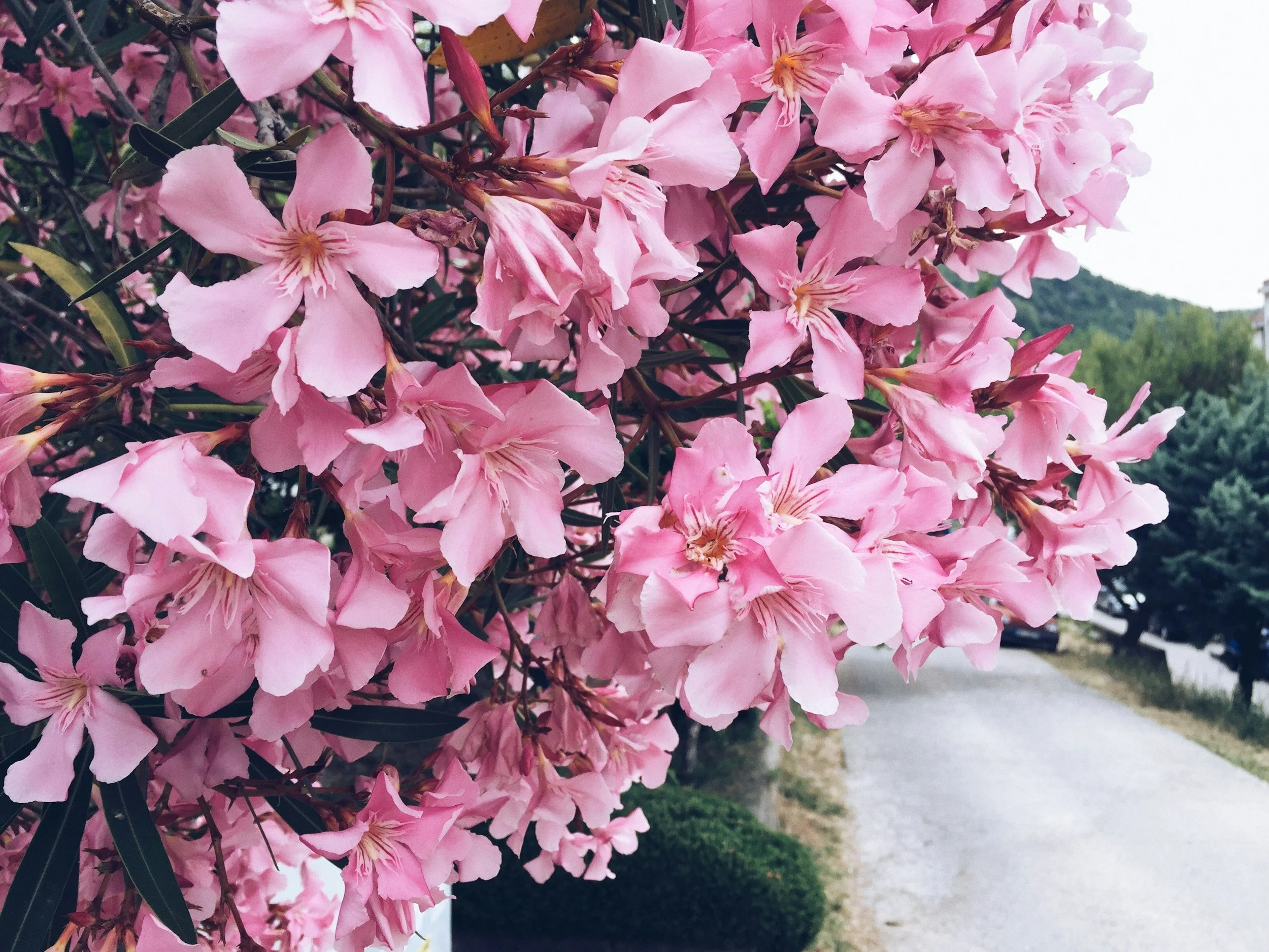 Oleander: The Poisonous Guardian of Transformation