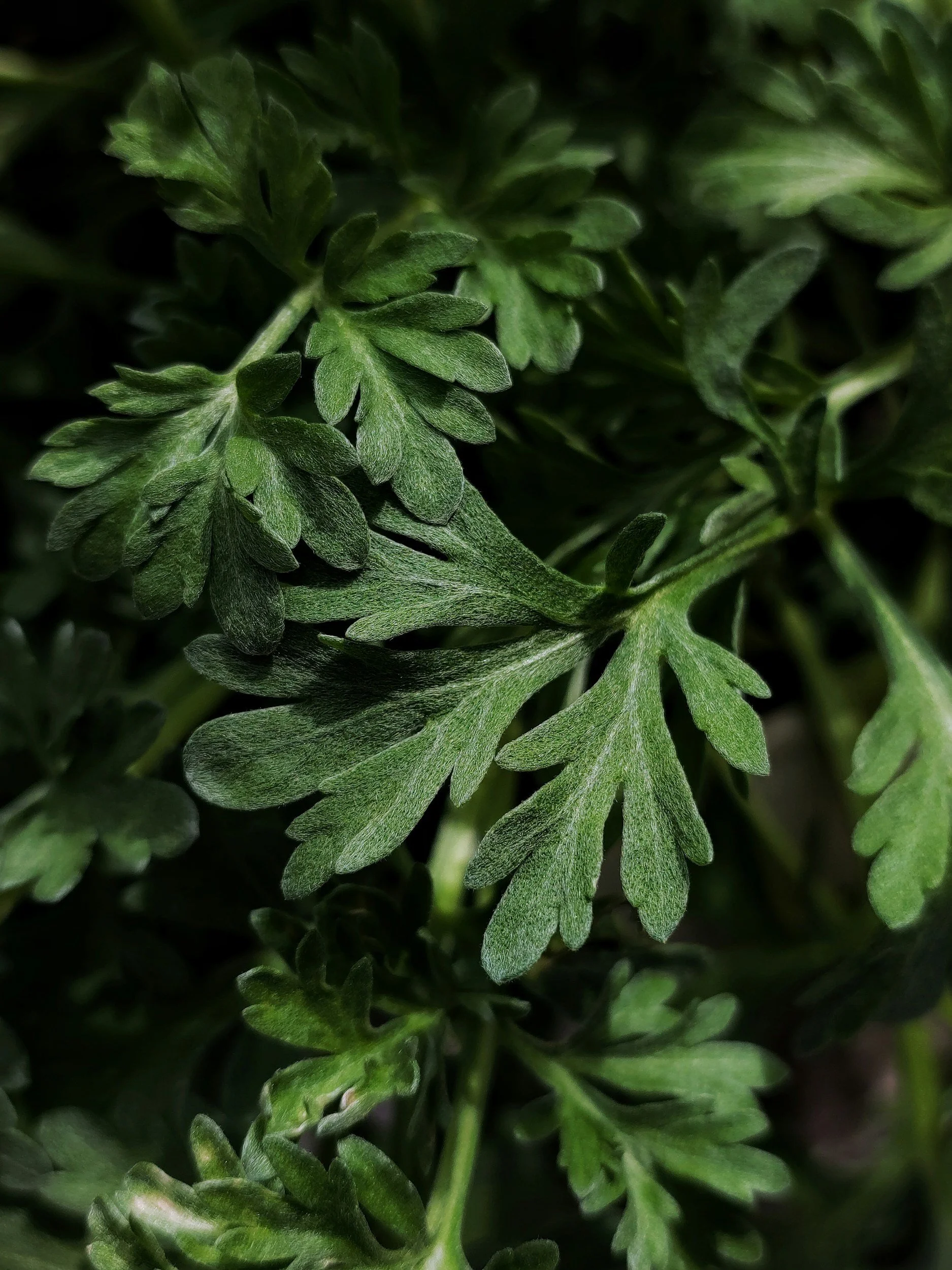 Wormwood: The Silver Leaf of Vision and Protection