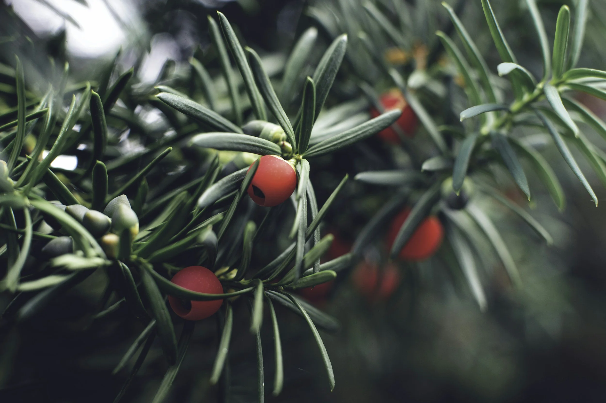 Yew (Taxus): The Evergreen of Death and Protection